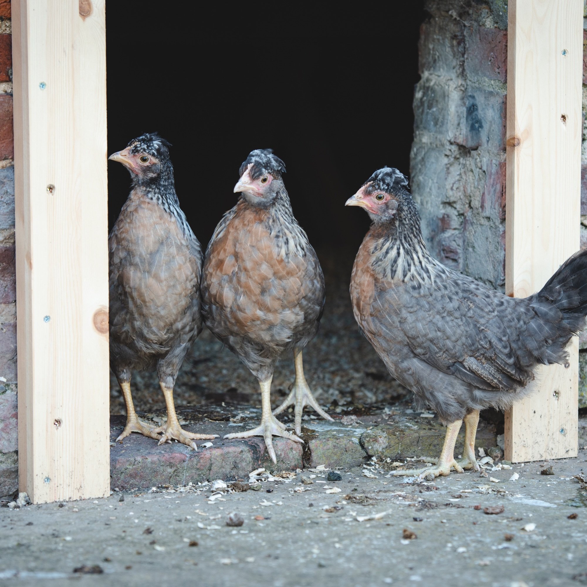 The ones who made us chicken keepers! 🐓🥚

It&rsquo;s a sad day today as we said goodbye to Wilma, the last of our three original Cream Legbar chickens we got six years ago. She was the best layer, most feisty and together with the legend that was N