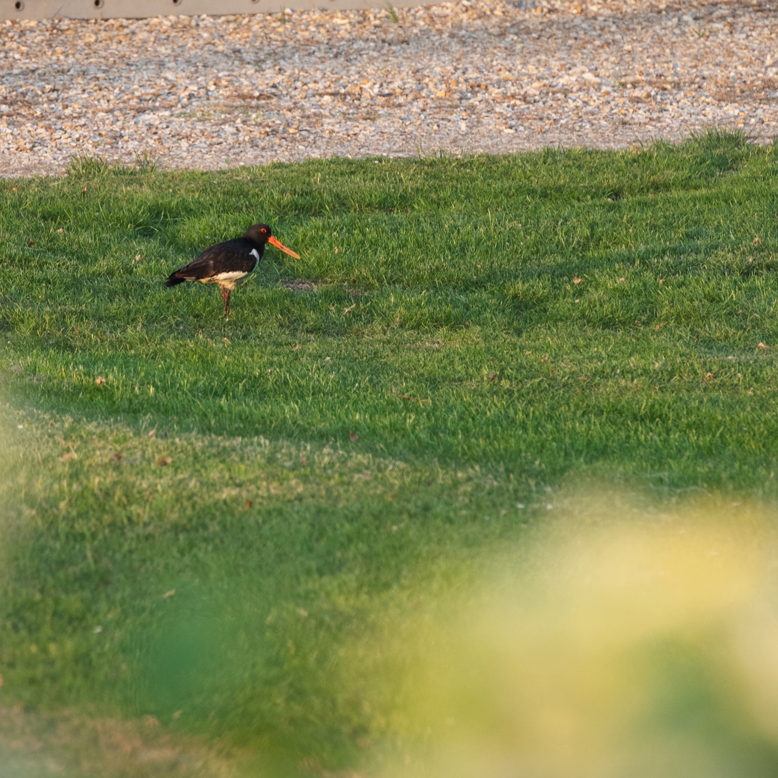 We are lucky to have so much wildlife!

Okay, so I wasn&rsquo;t close enough or patient enough for the perfect photo, but one of the most amazing things about the farm is the amount of wildlife we have. These Oyster catchers have been hanging around 