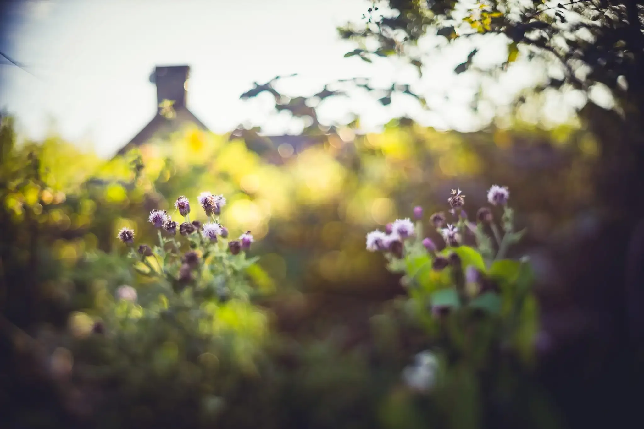 Close-up of purple and white flowers in a garden with a house in the background, blurred and brightly lit by sunlight.