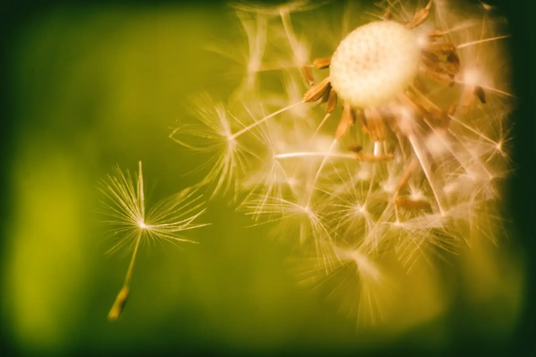 Close-up of a dandelion seed head with some seeds dispersing into the air on a green background.