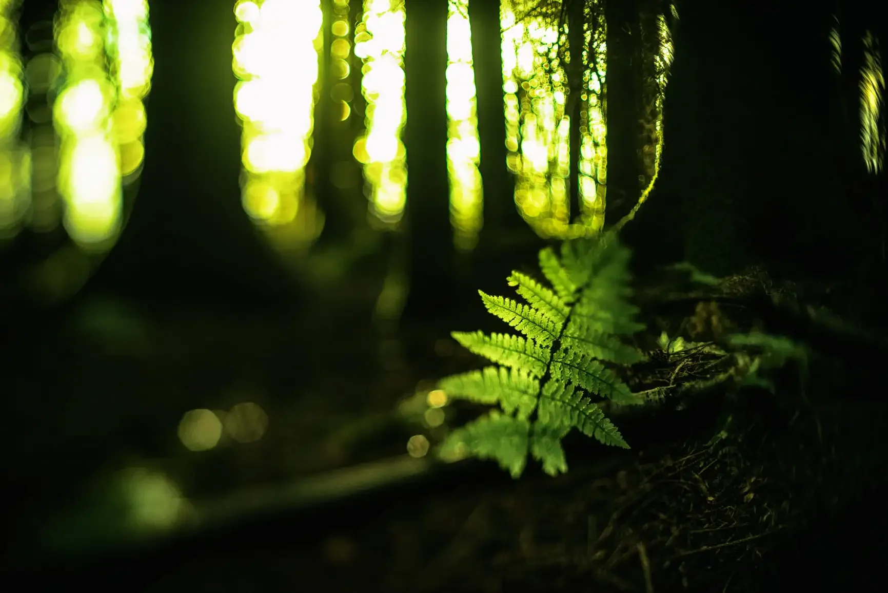 Close-up of a green fern leaf on a dark forest floor with blurred trees and sunlight in the background.