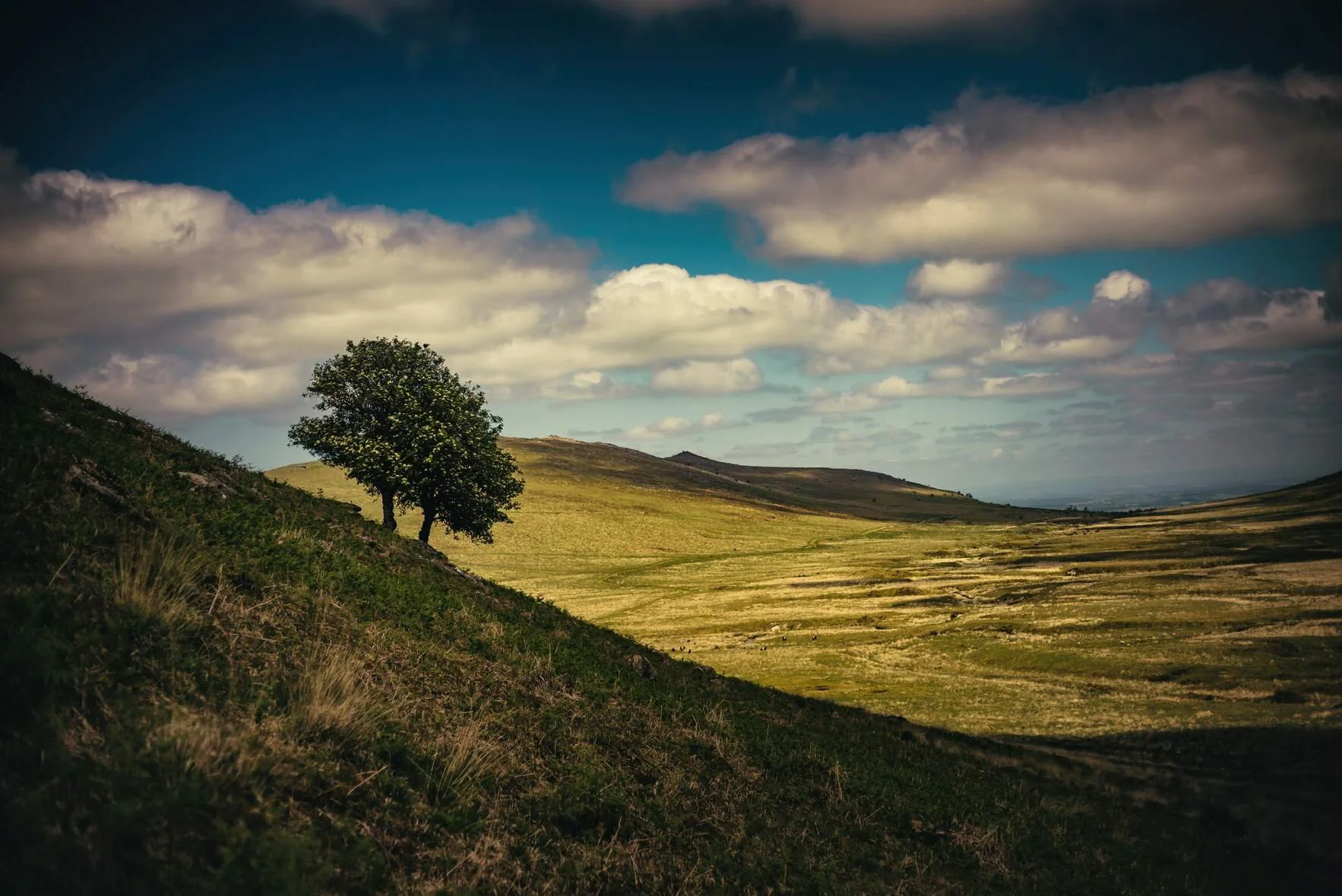 Two Rowans on the edge of Oke Tor