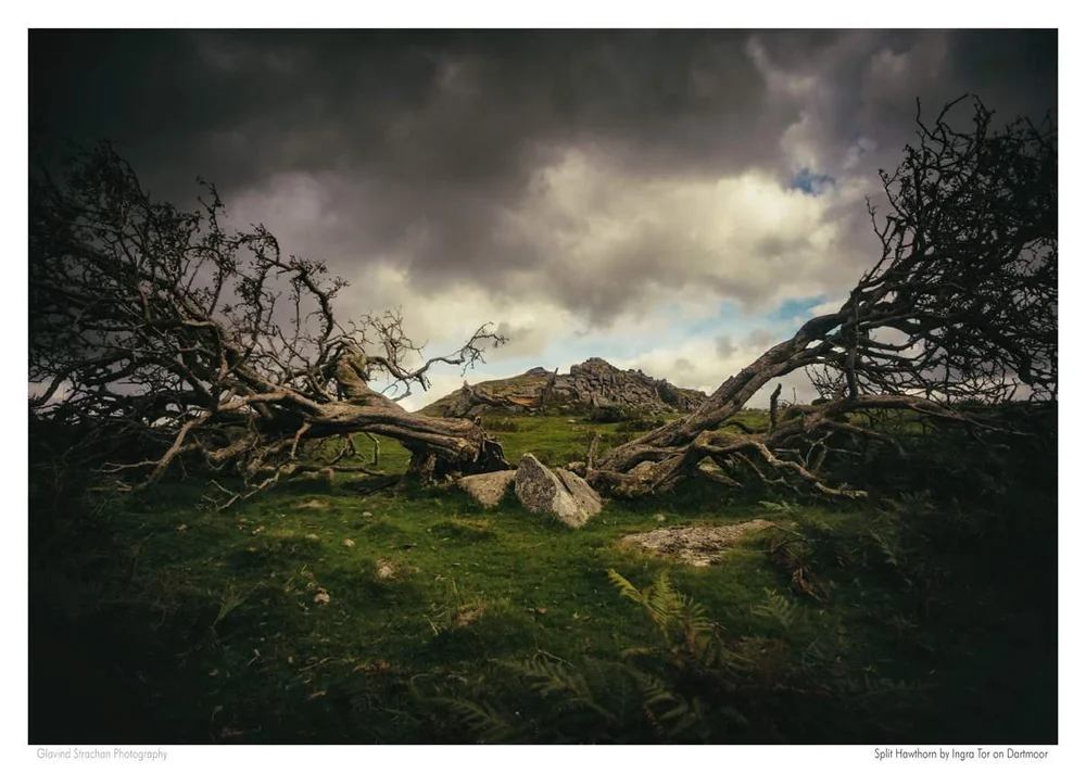 A3 split hawthorn-mini_compressed.jpg