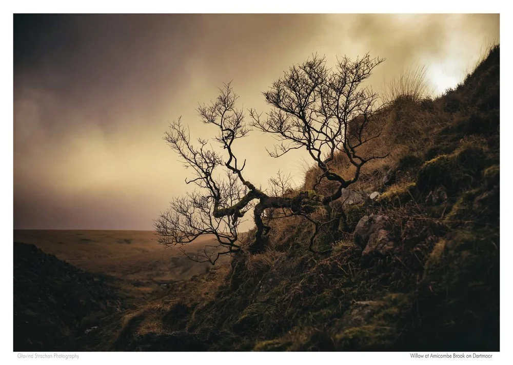 A3 willow - amicombe Brook-mini2_compressed.jpg