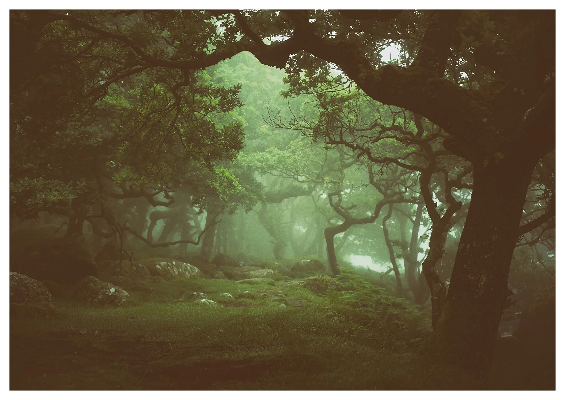 Black-a-Tor Copse on Dartmoor - "Pathway" -  Fine Art Prints