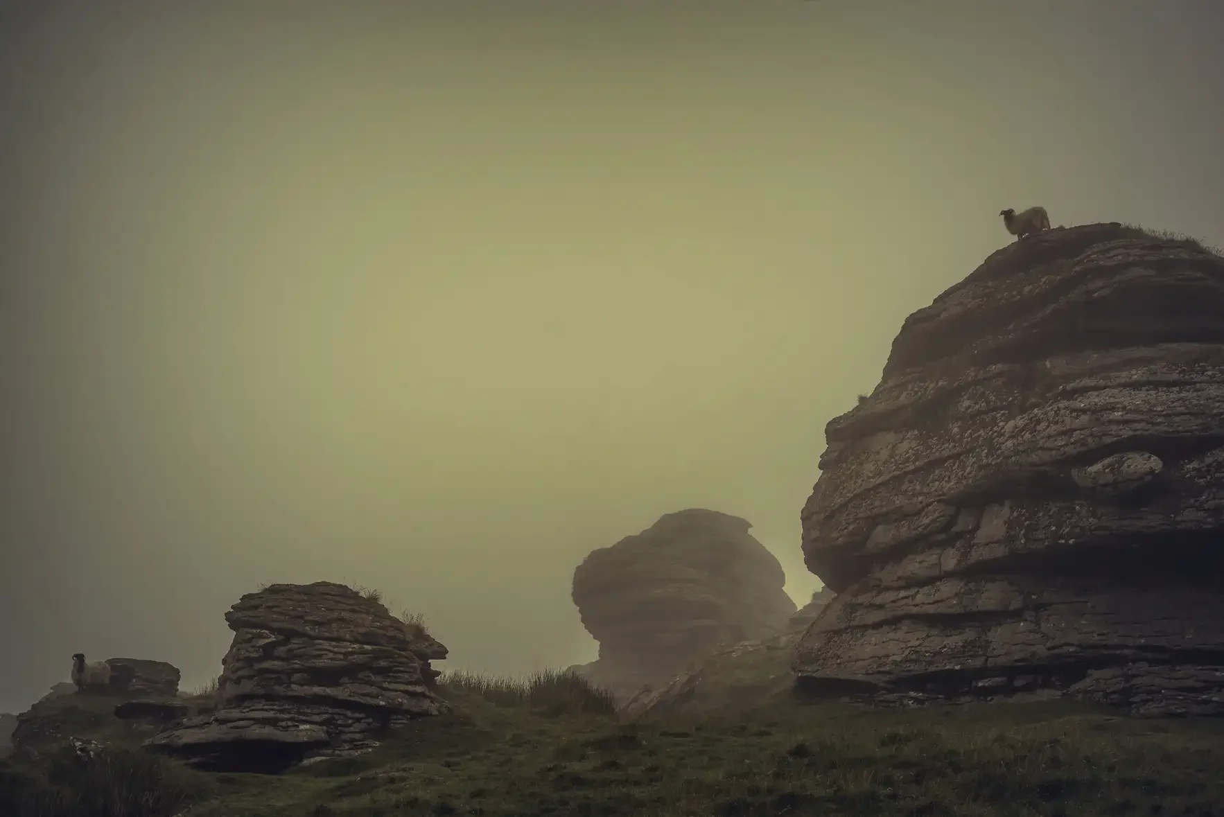 Sheep in the mist on Great Links Tor on Dartmoor