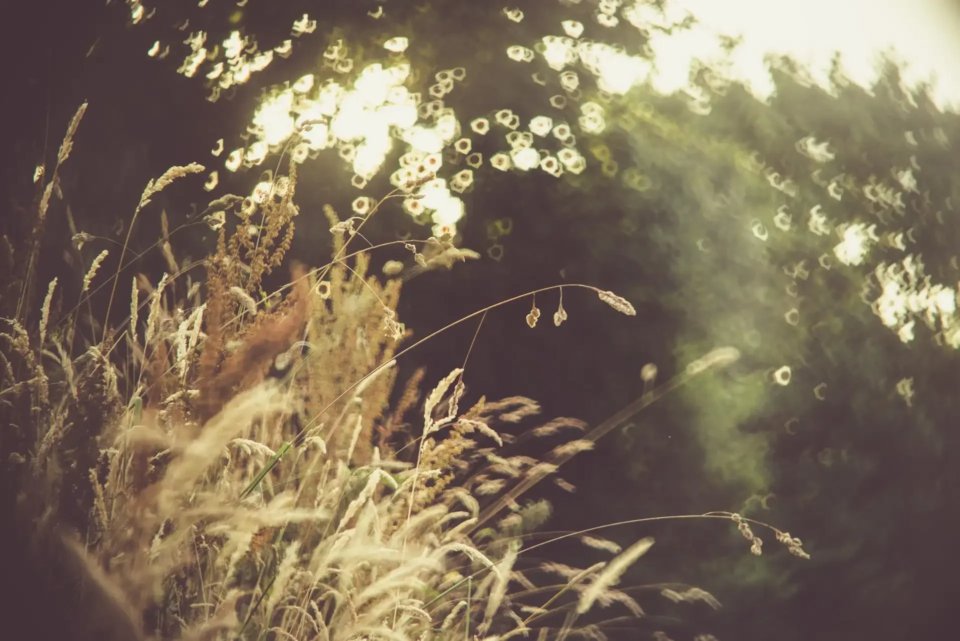 Close-up of tall grass and plants illuminated by sunlight with a bokeh background of trees and sky.