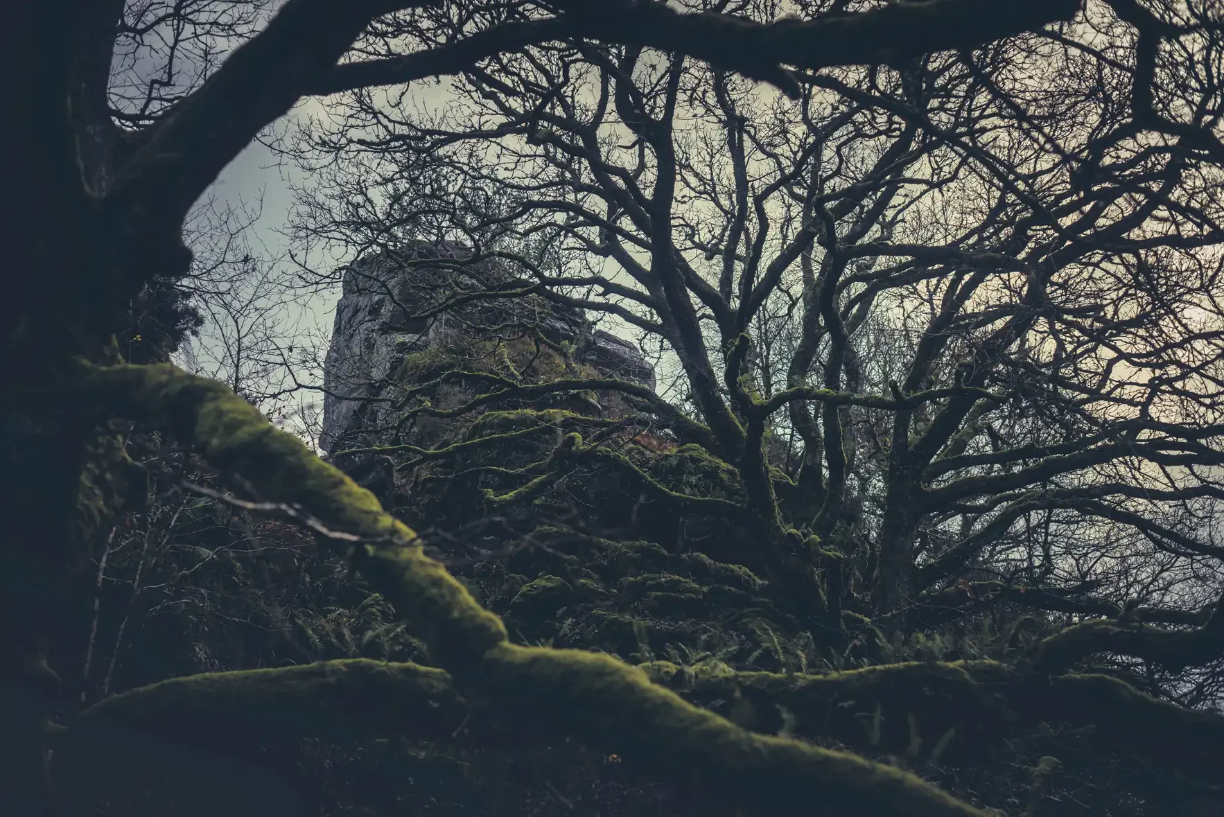 Ivy Tor - between Belstone & Sticklepath