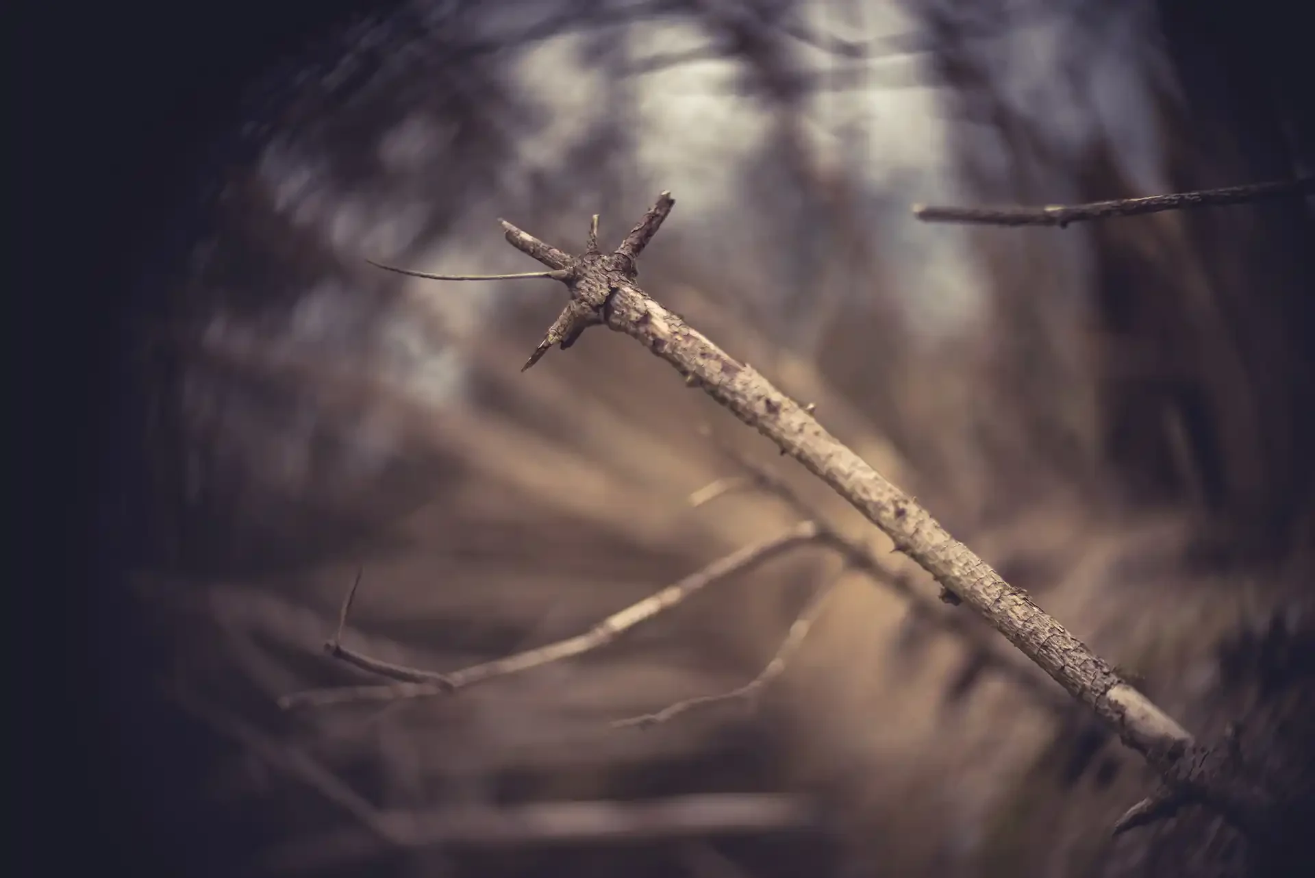 Broken tree - atmospheric shot on an adapted vintage projector lens