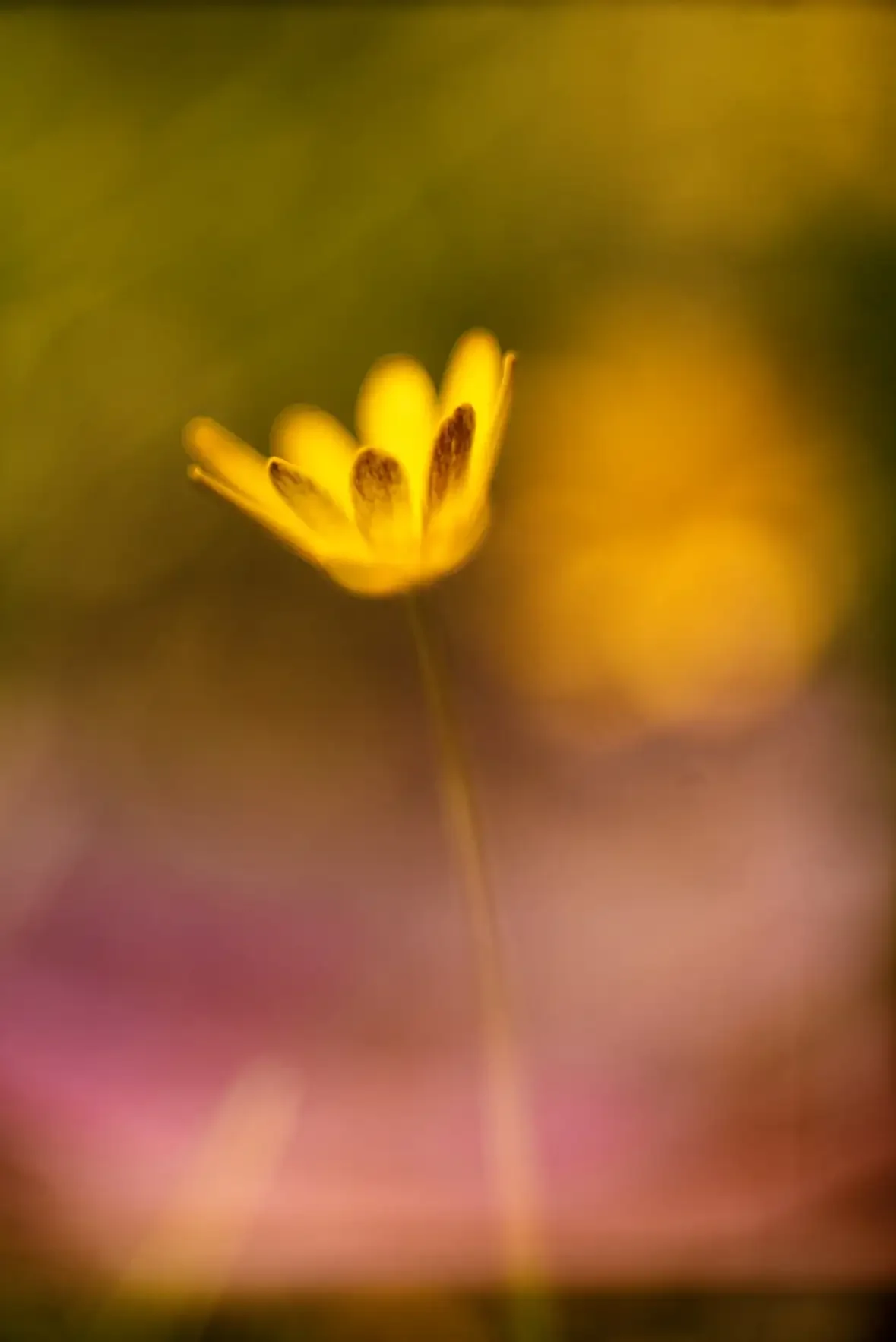 Close-up of a small yellow flower with dark-tipped petals, blurred background.