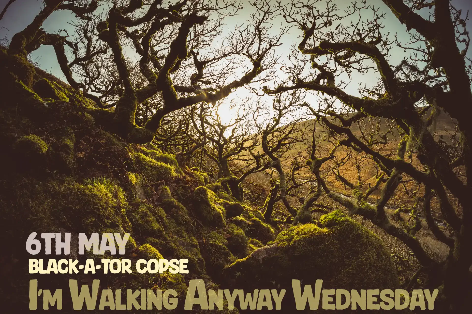 Wednesdays - Walking - Copse.webp