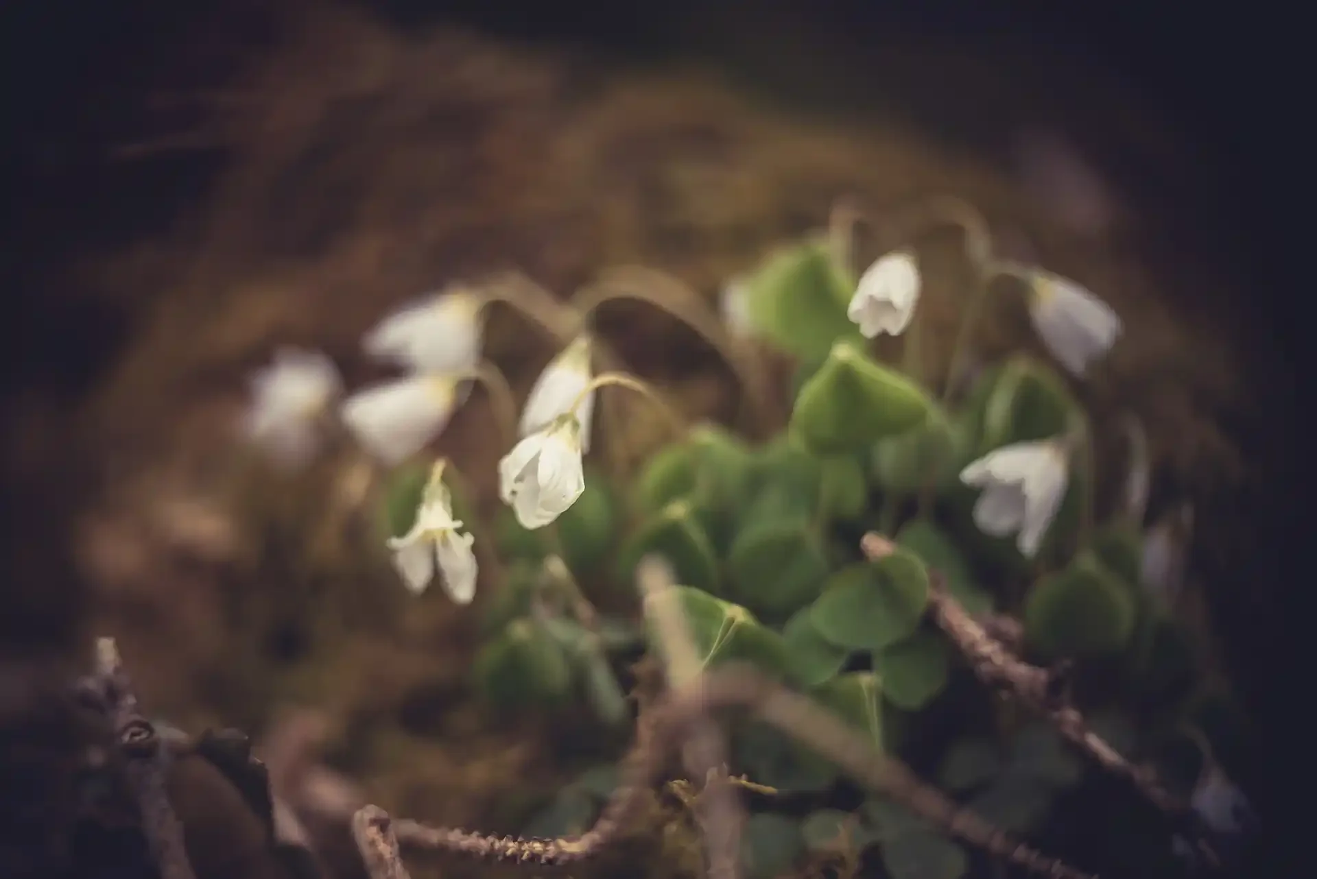 Wood anemones carpeting the floor of a Devon wood, shallow-focus image from an adapted projector lens