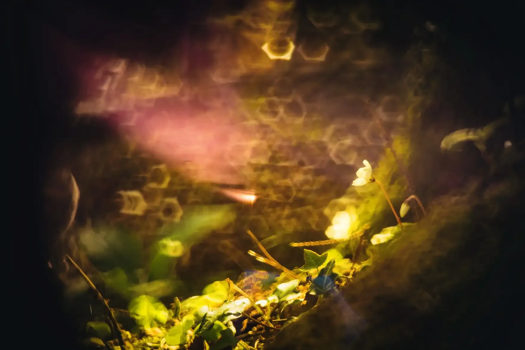 Abstract image with light and shadow, featuring green leaves, a white flower, honeycomb-like shapes, and pink and yellow light streaks.