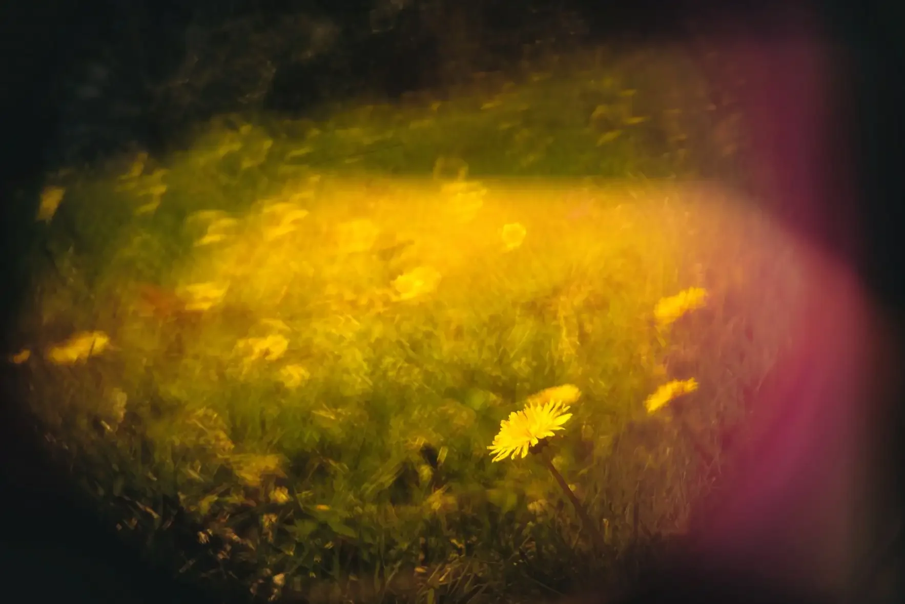 A close-up of yellow daisies in a garden, with the photo taken through a blurry, pink-tinted glass or lens.