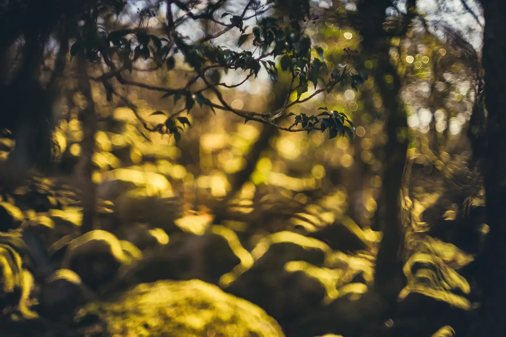 Black-a-Tor Copse in March