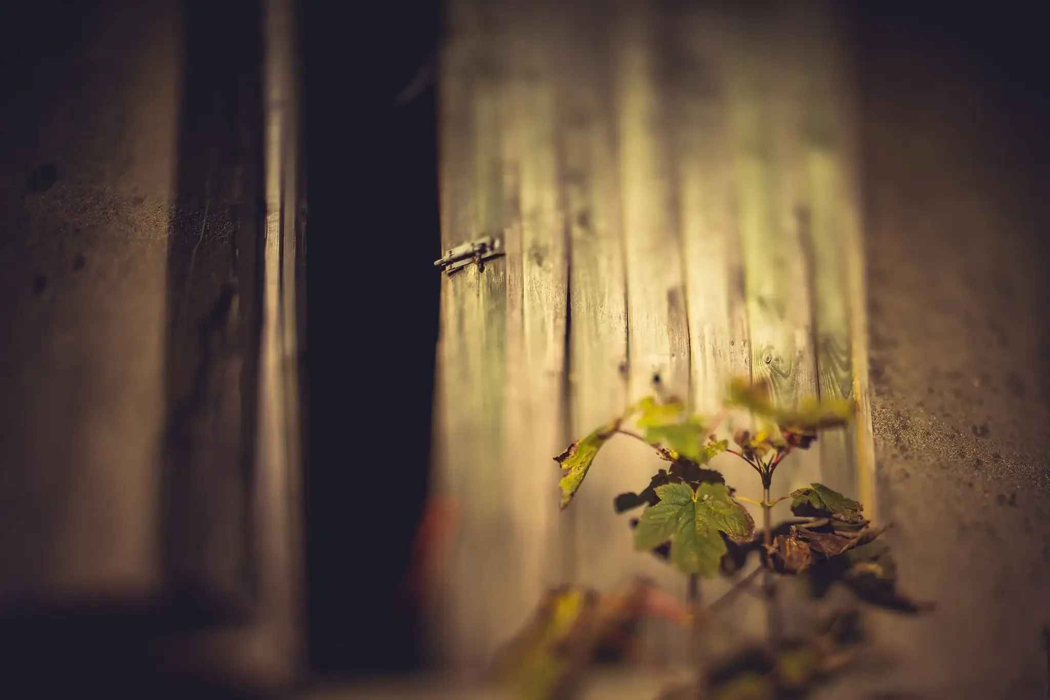 A small plant with green leaves growing between weathered wooden planks.