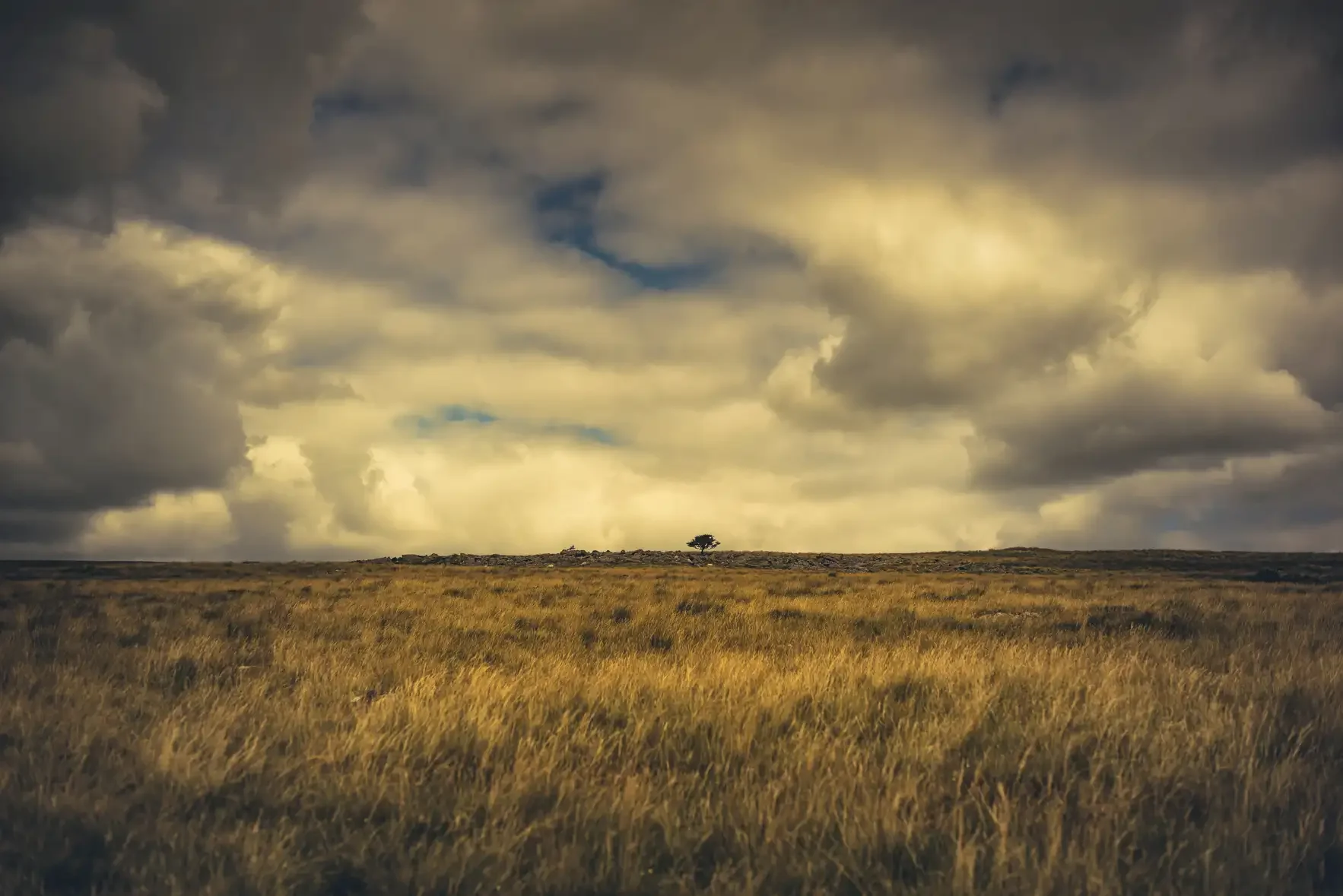 Lone Hawthorn at Lyd Head on Dartmoor