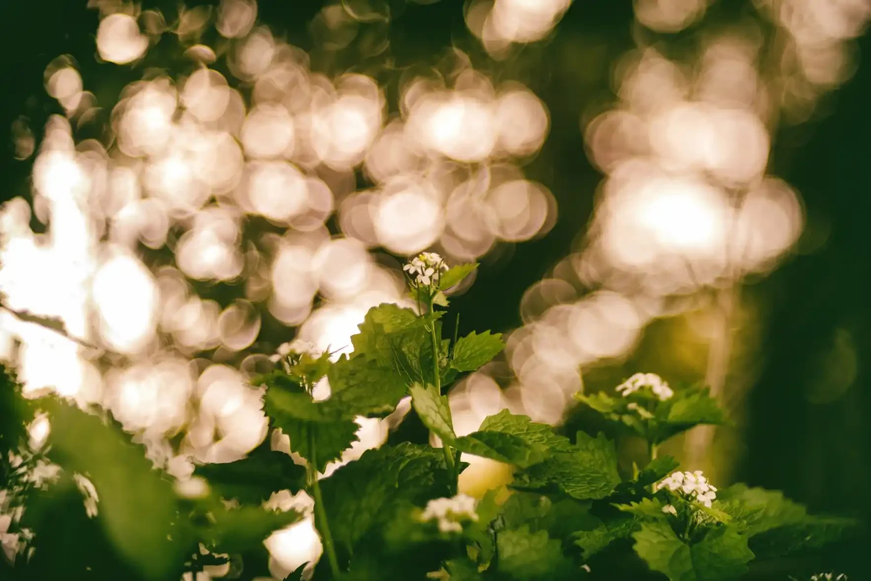 Rollei-Projar 85mm f2.8 - Wild Mustard Photograph.webp
