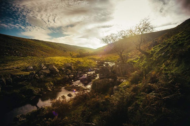 Rowan Trees at Amiscombe Brook