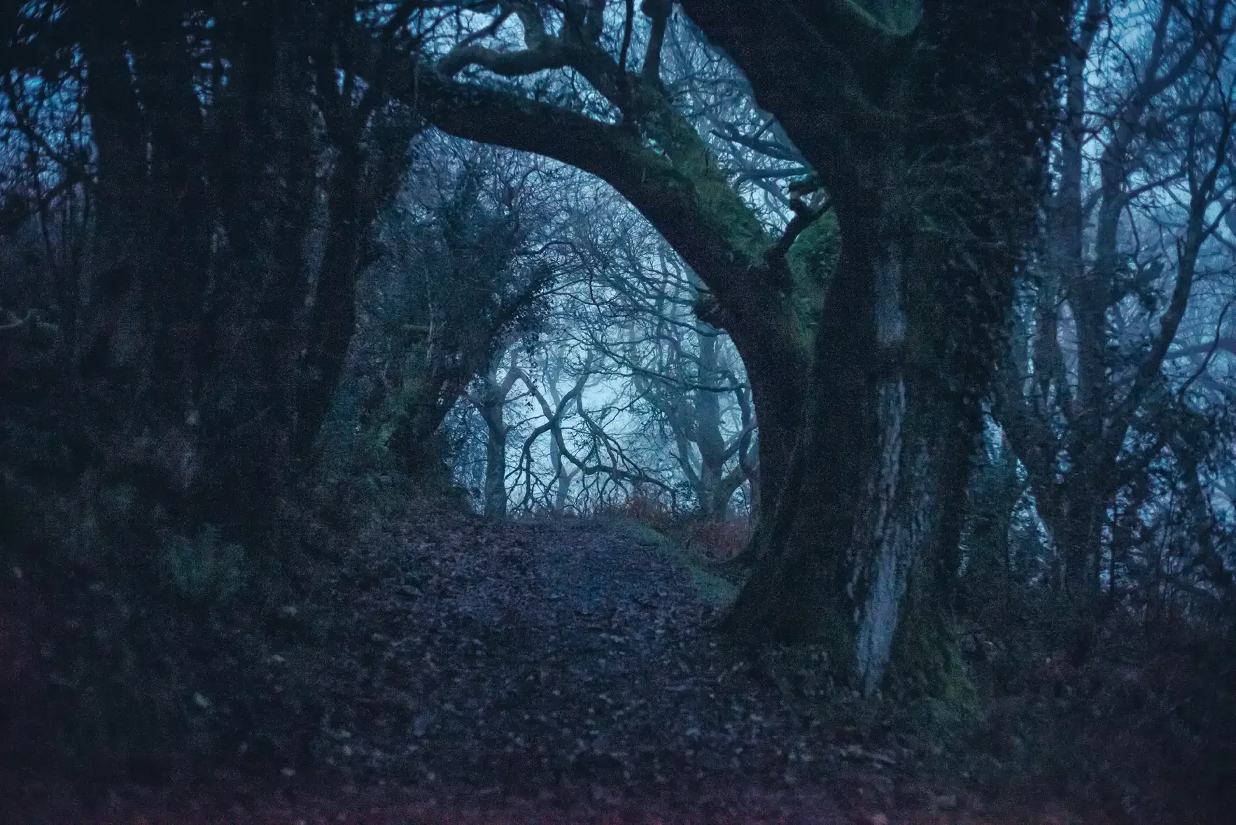 Skaigh Woods in the mist - Before Sunrise