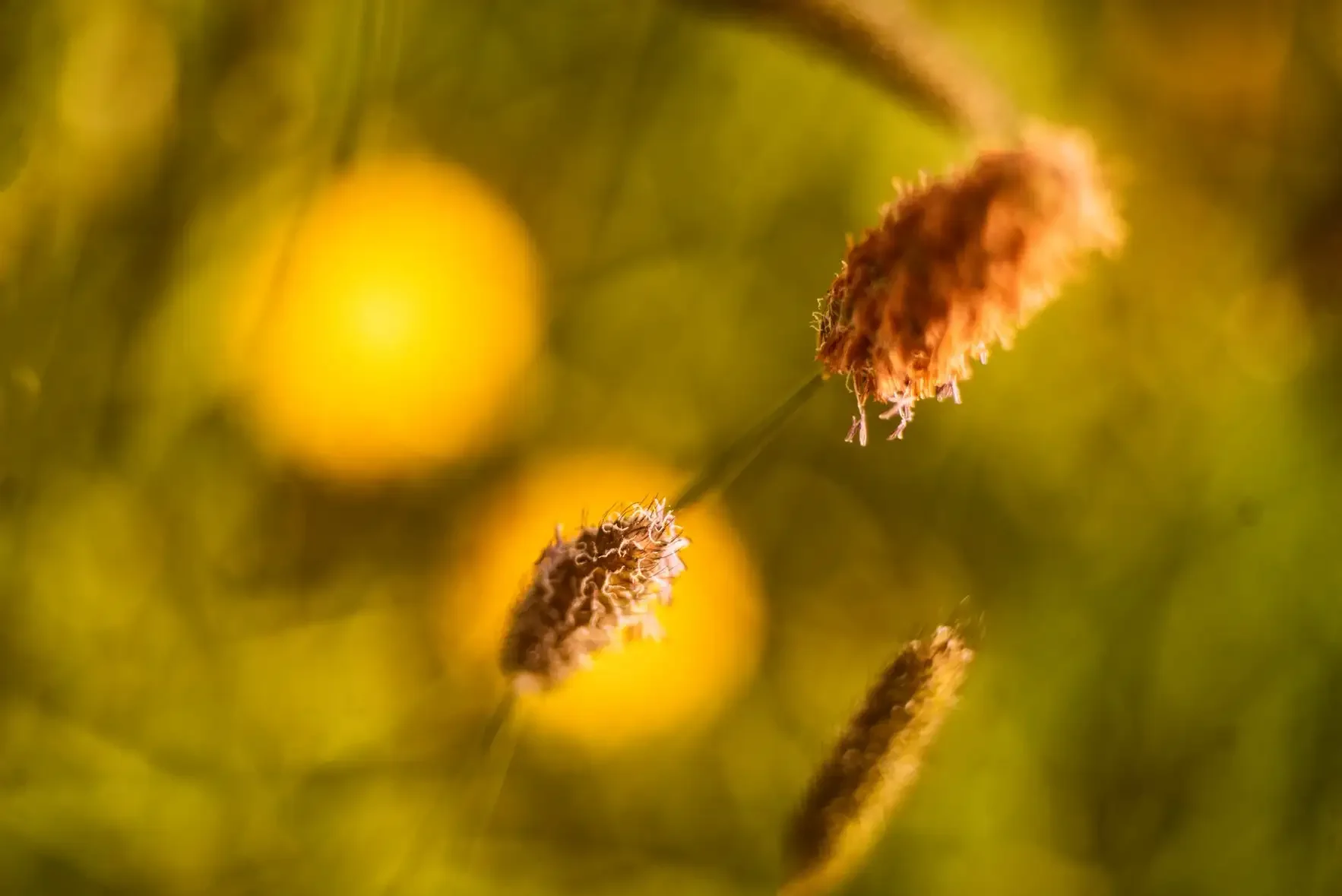 Close-up of three brown fuzzy seed heads on thin green stems against a yellow and green blurred background.