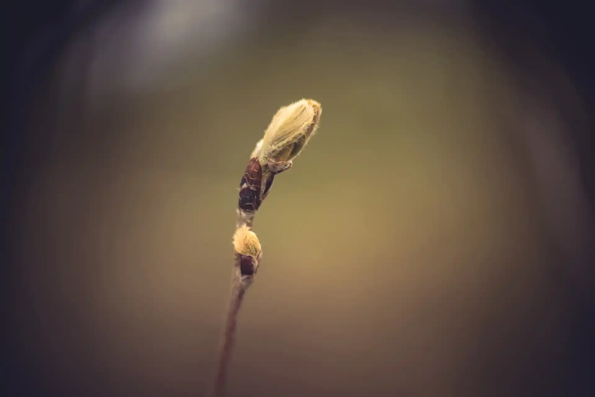 A single emerging leaf unfurling in a Devon hedgerow, shallow focus from the adapted projector lens