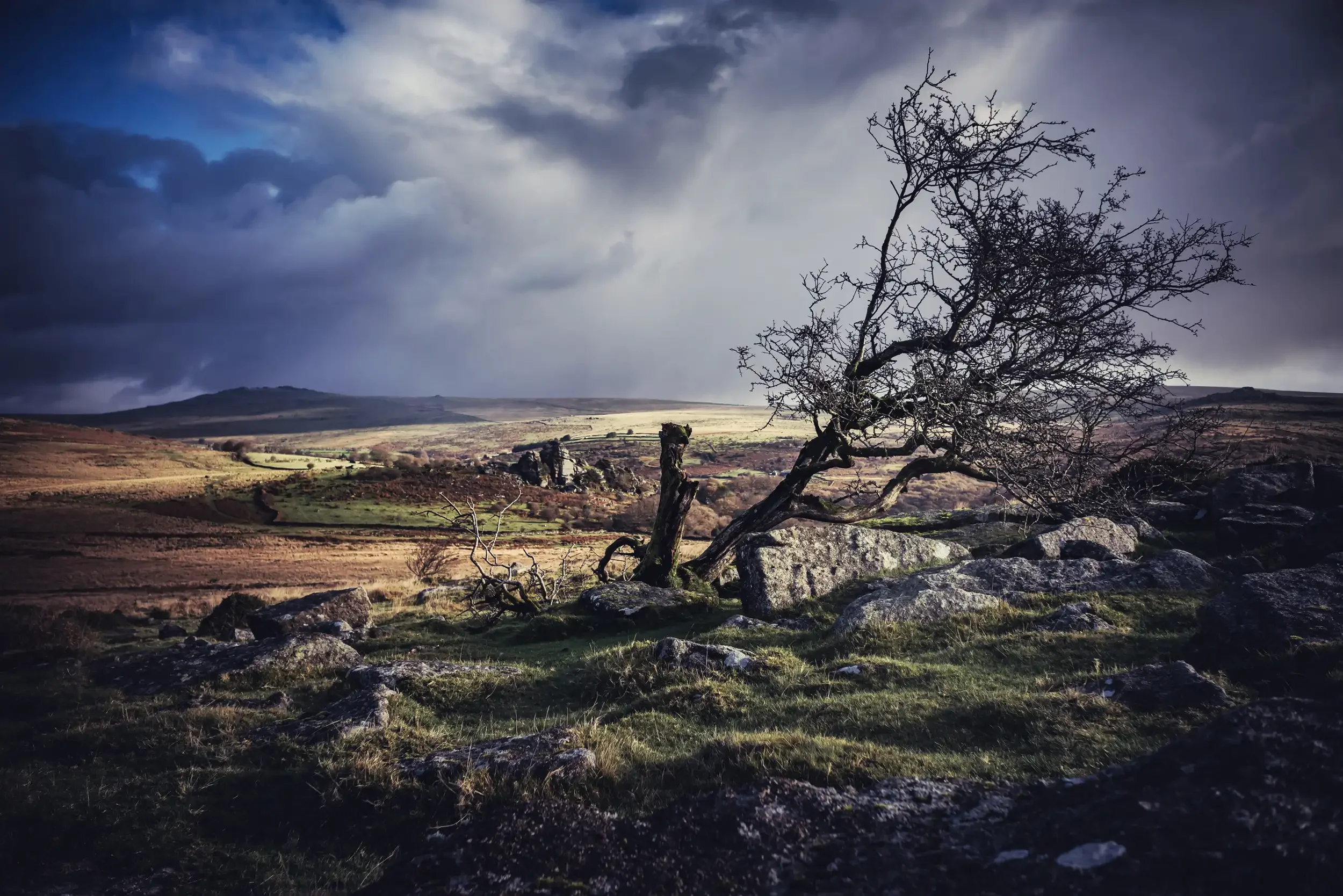 A twisted hawthorn on Heckwood Tor on Dartmoor