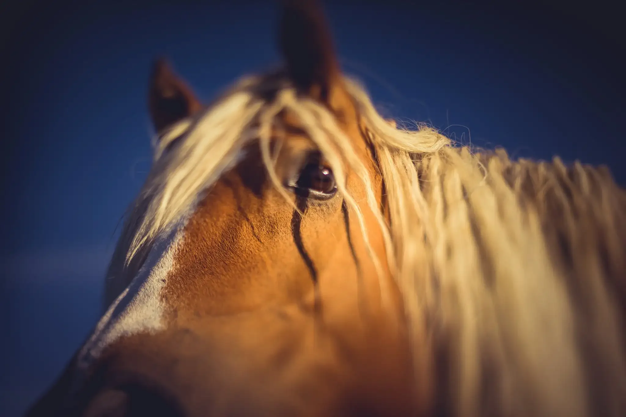 Close-up of a horse's face with a flowing blonde mane and dark eye, set against a dark blue background.
