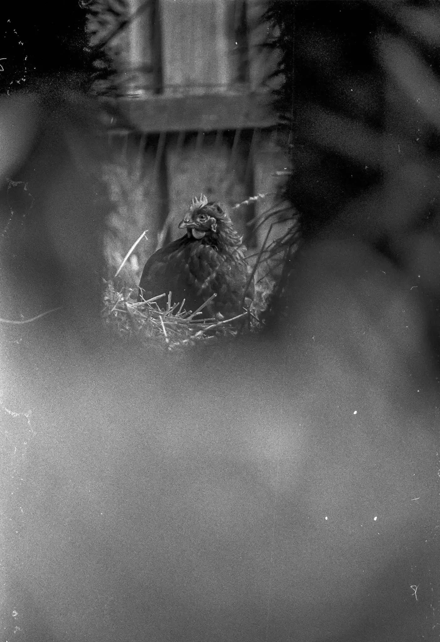 Black and white home processed film image of a chicken on the farm