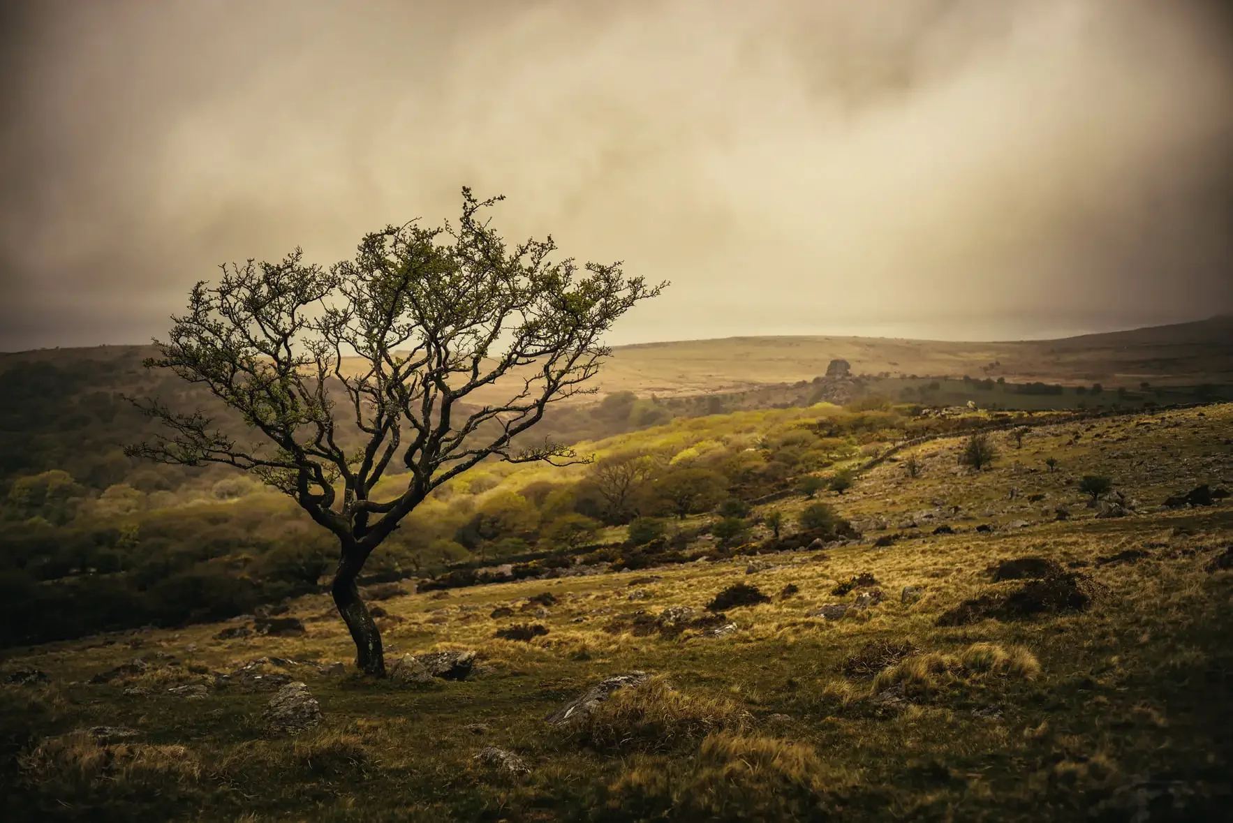 Hawthorn below Kings Tor - Vixen Tor in the background