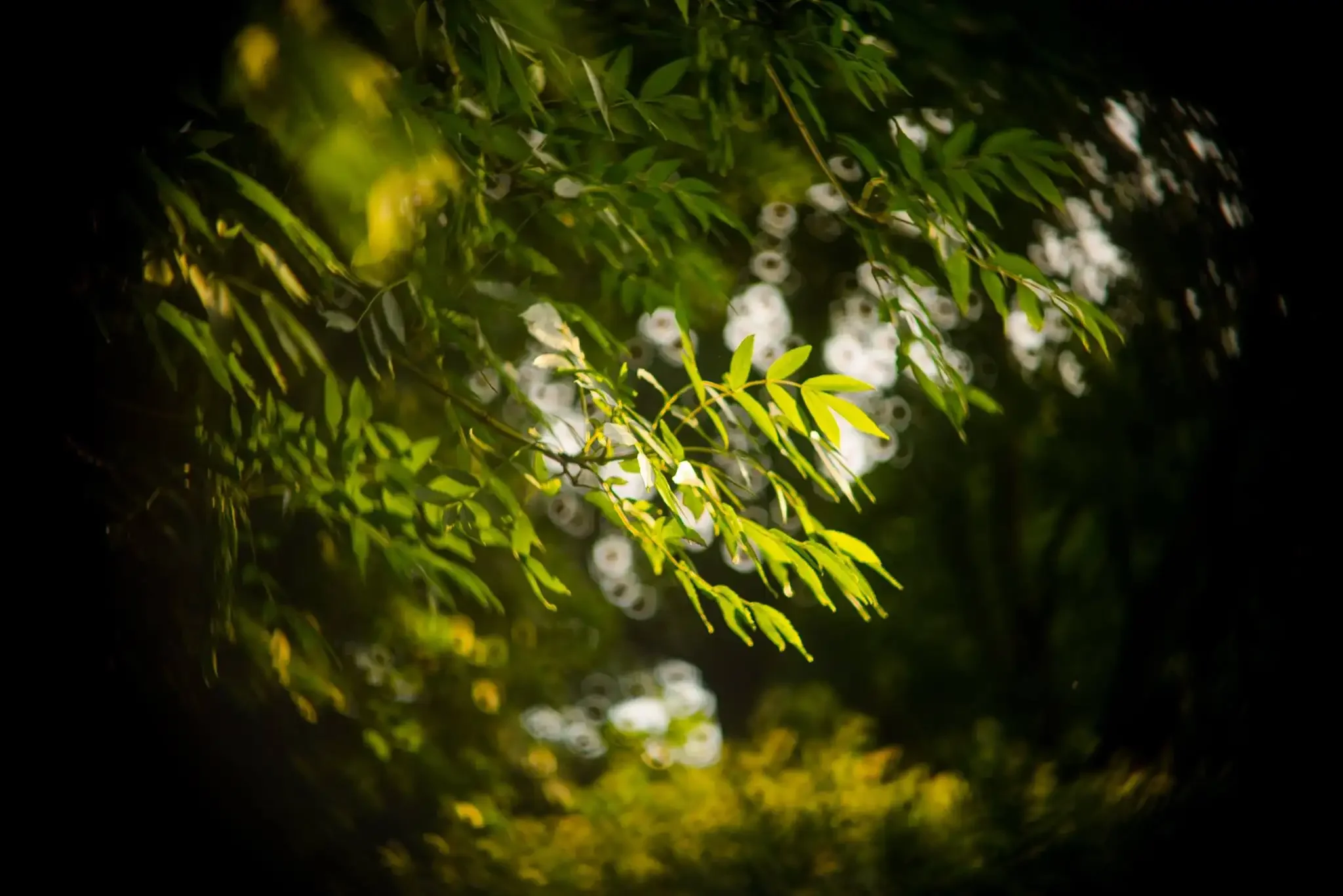 Sunlight filters through green tree leaves in an outdoor setting.