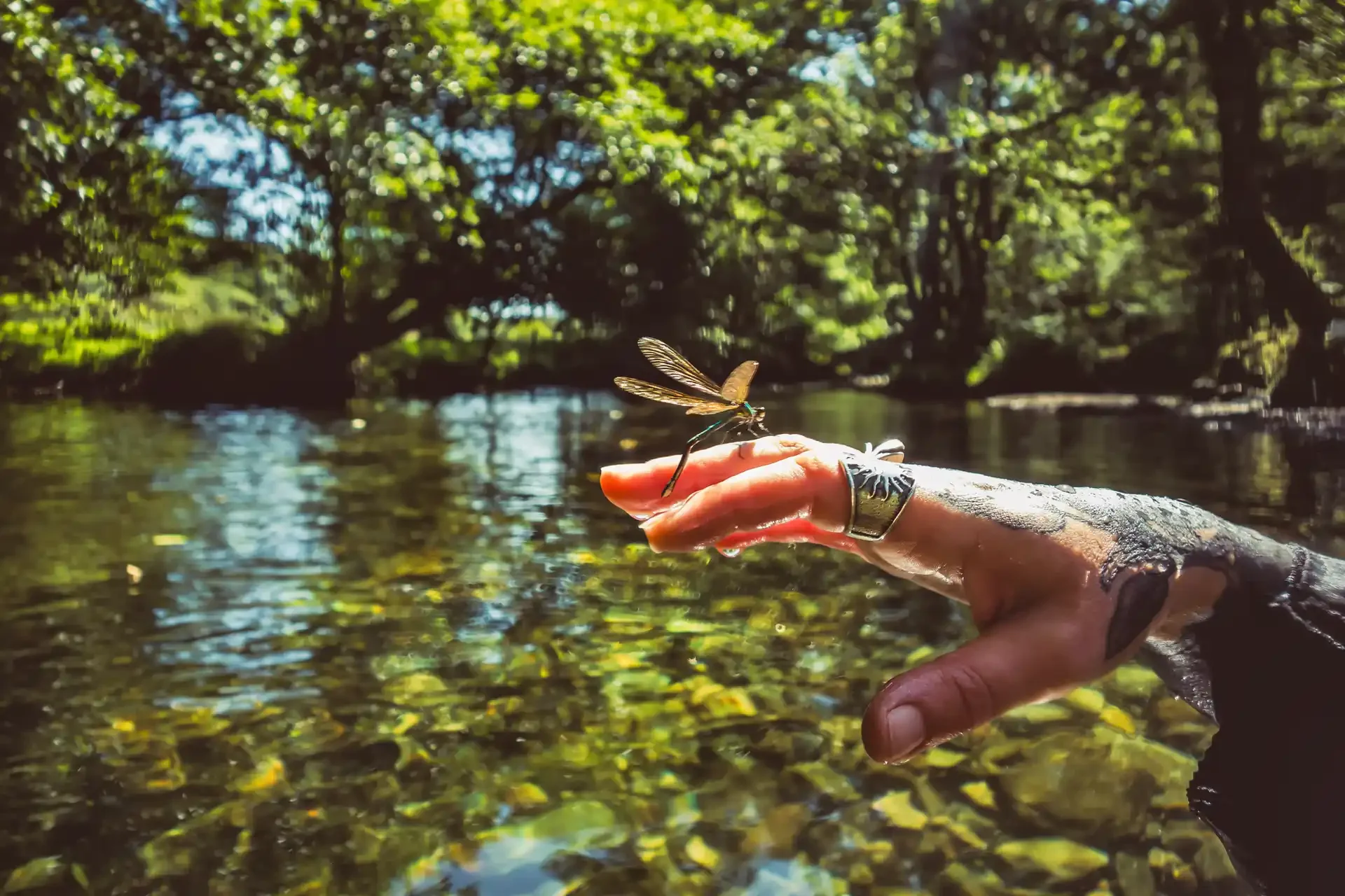 Underwater Landscape on Dartmoor (11).webp