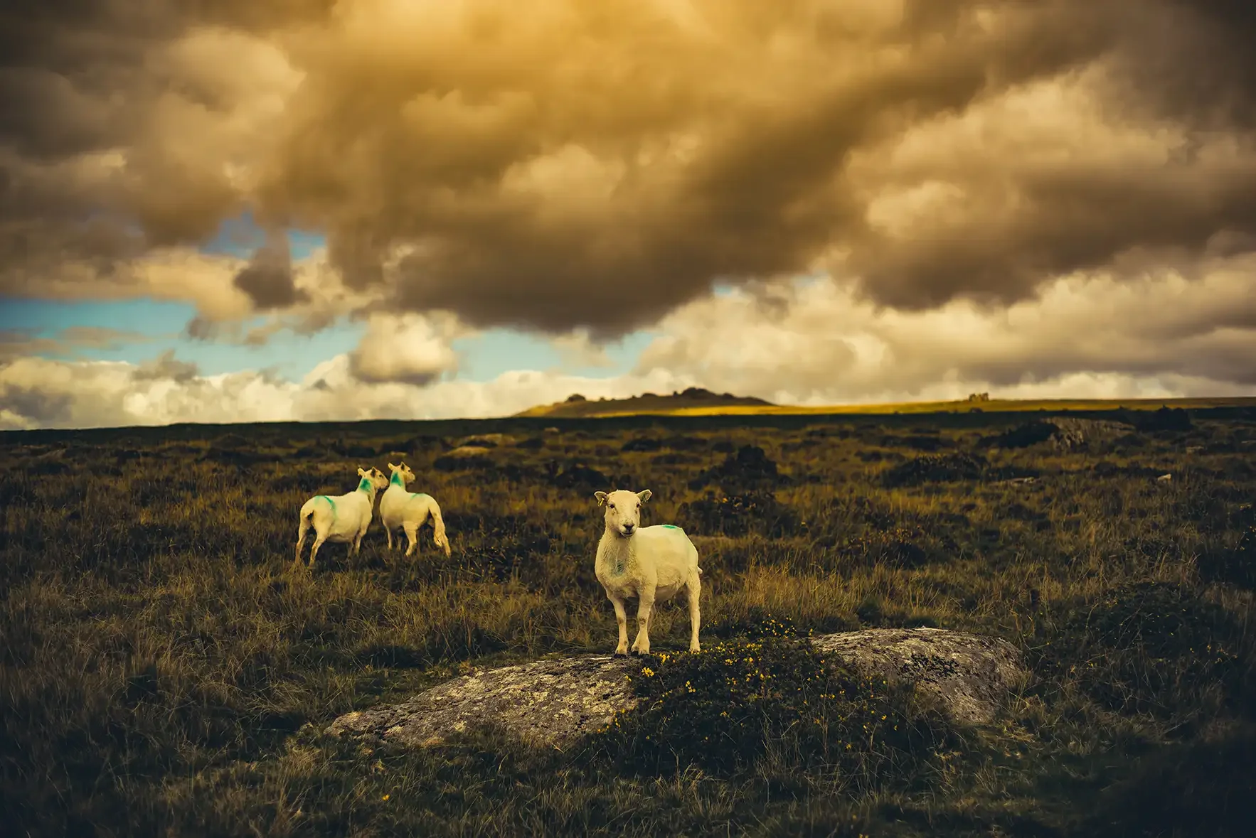 Sheep near Merrivale Stone Rows on Dartmoor - Glavind Strachan Photography.webp