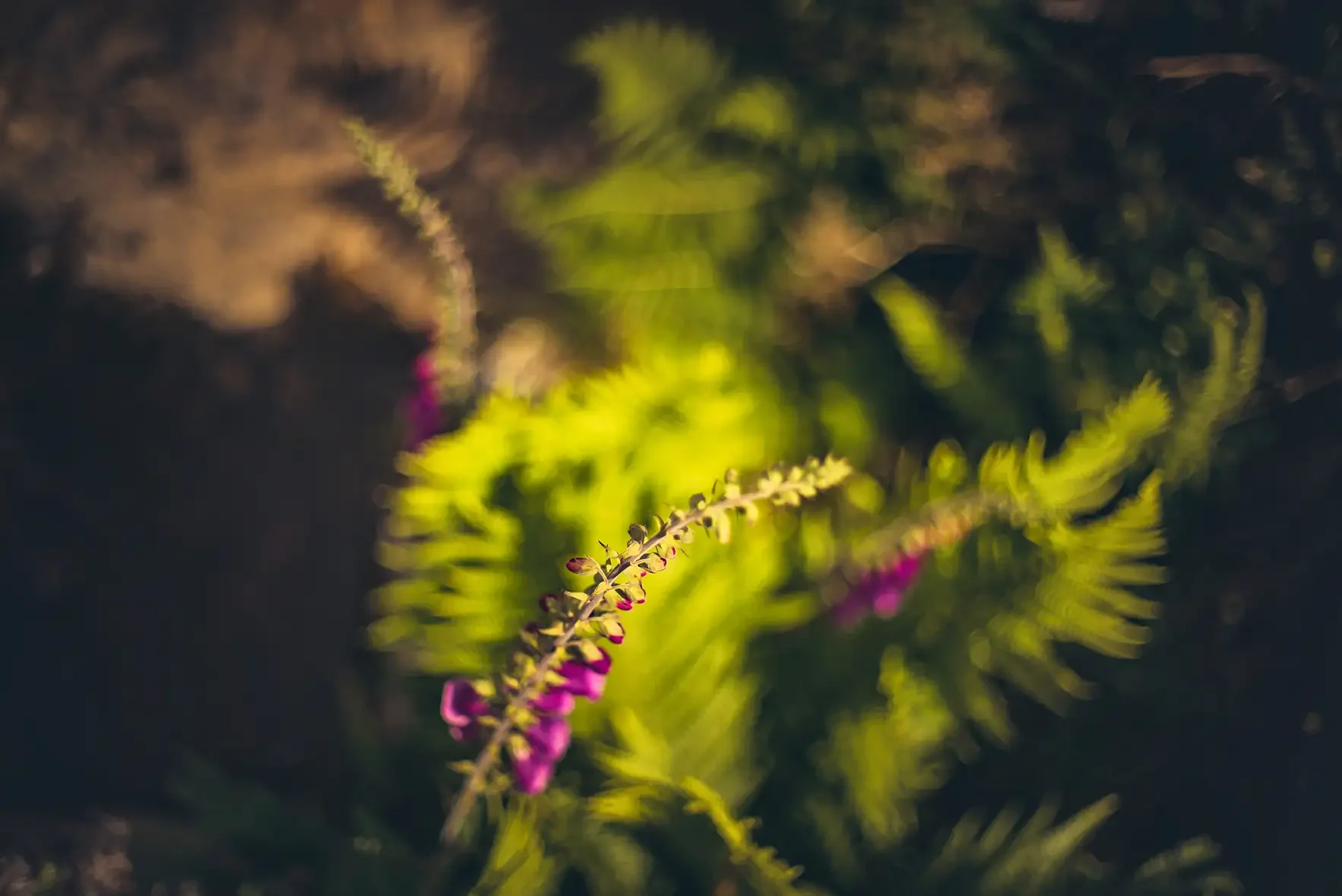 Foxgloves by the River Lyd, Dartmoor