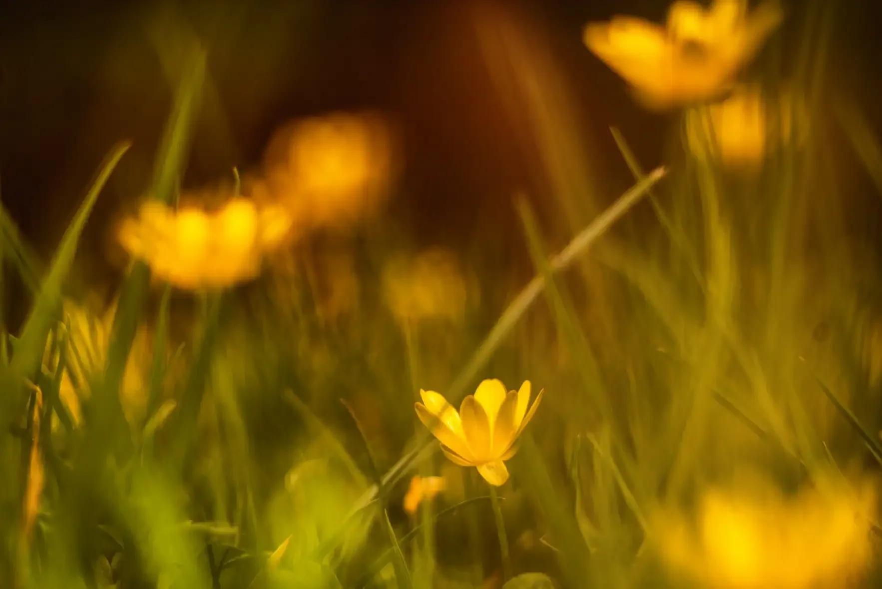Close-up of small yellow flowers amidst green grass, with a warm, blurry background.