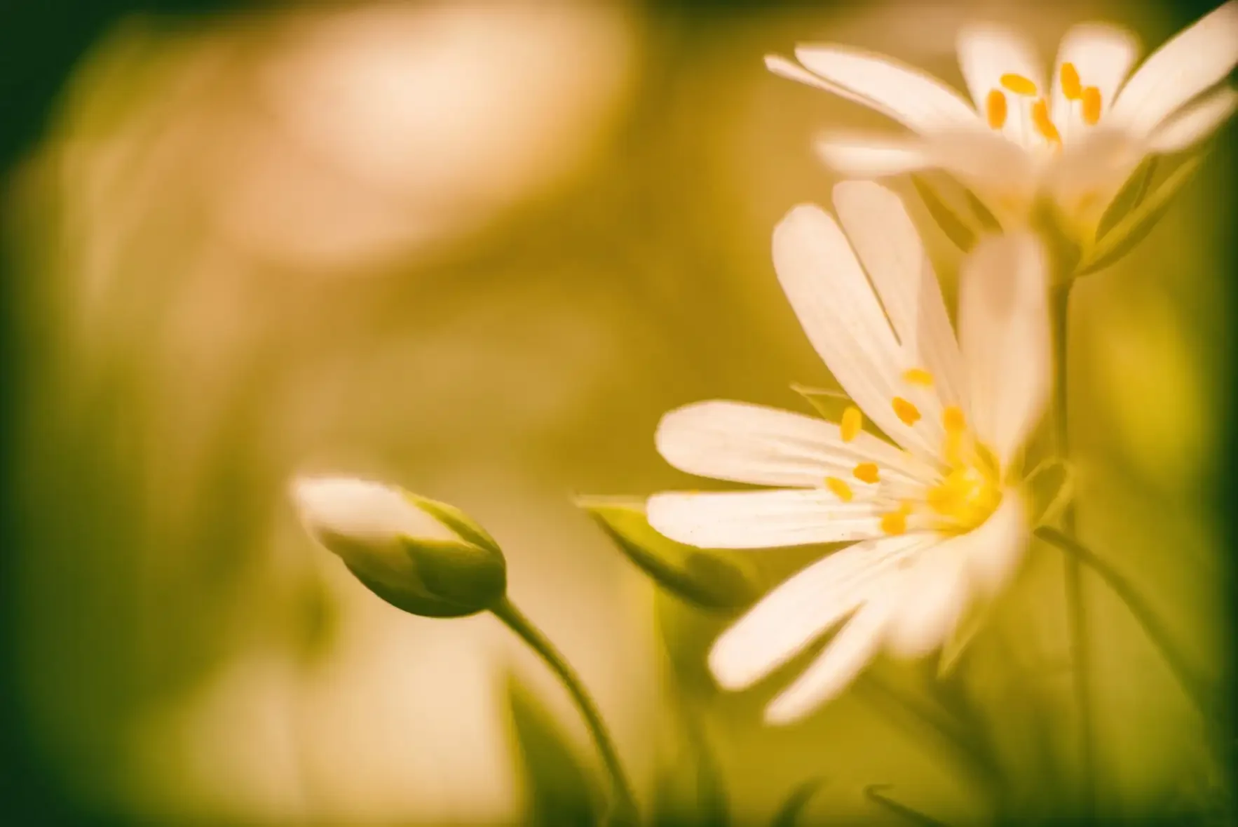 Close-up of a white flower with yellow stamens, soft-focus background with green and warm tones.