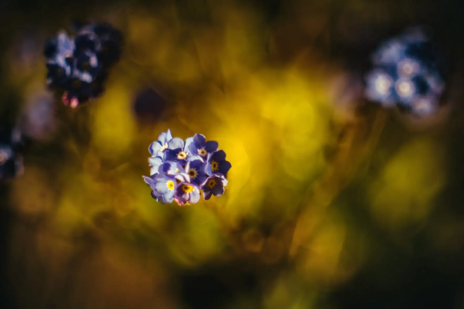 Forget-me-nots shot with a projector lens adapted to a digital camera
