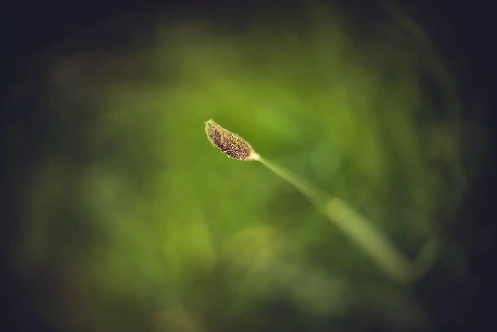 Grass head - Adapted Simplex Ampro Ltd 2 1/2 inch f1.8 Projection lens