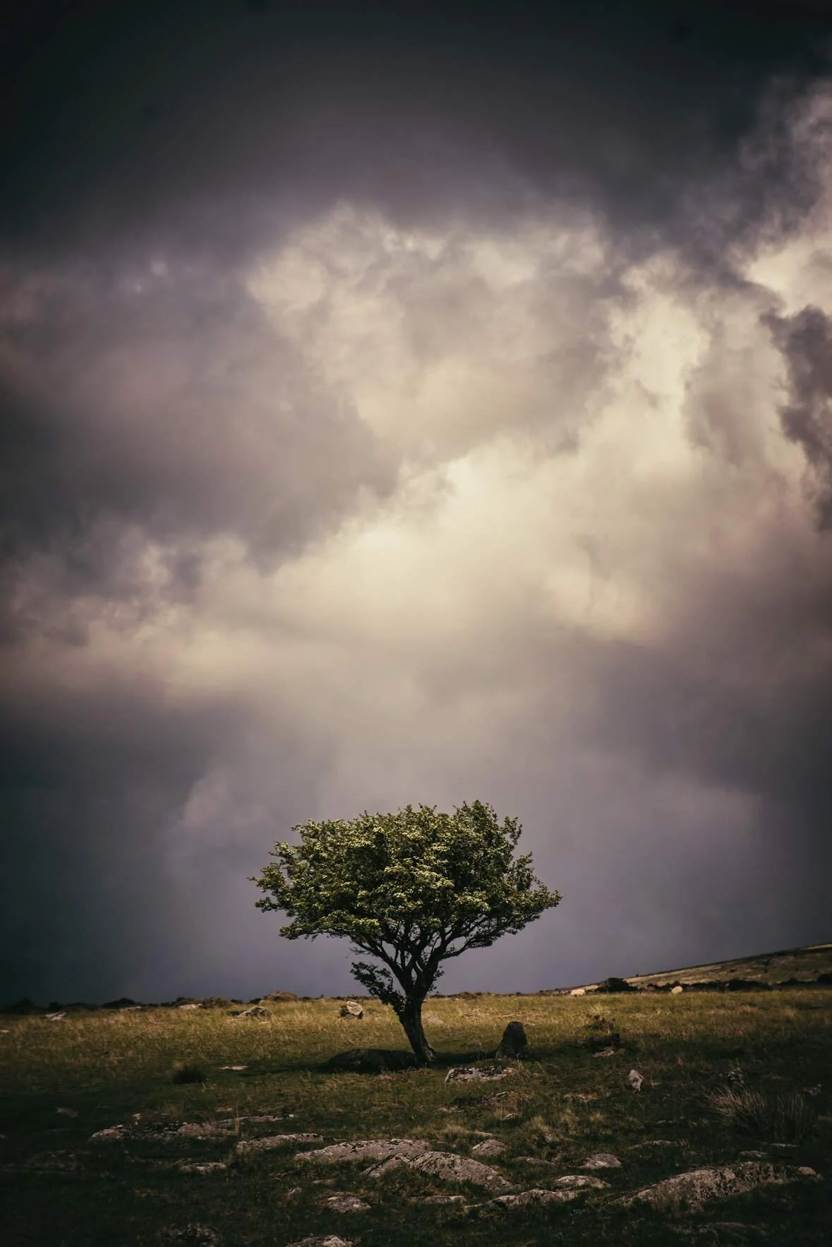 Stormy Hawthorn Below Arms Tor