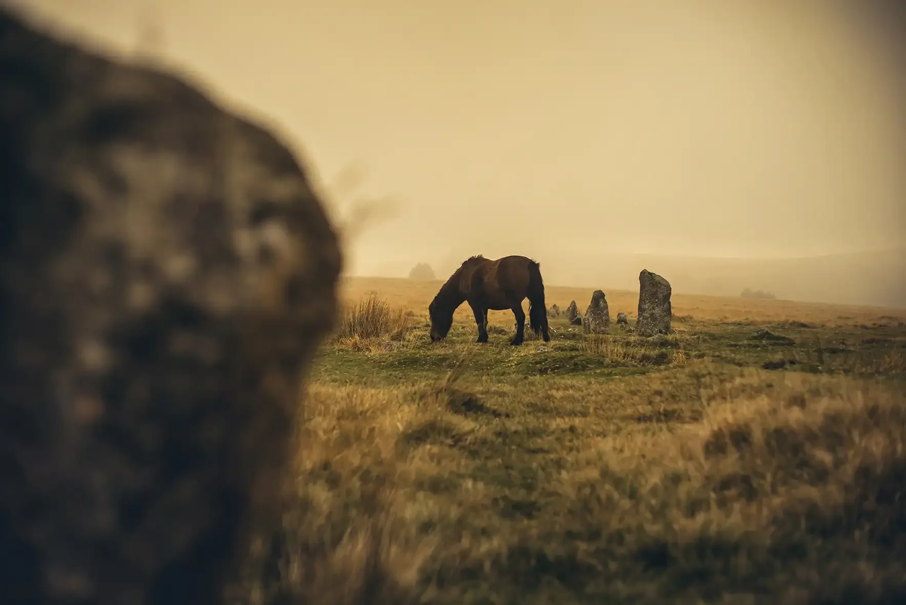 Ponies in the mist at Merrivale Stone Rows on Dartmoor