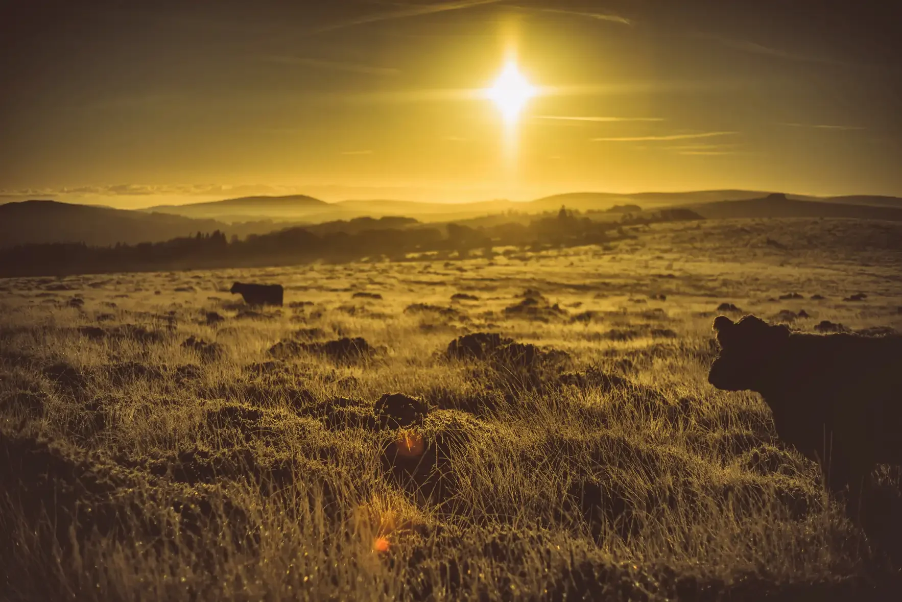 A Frosty Buttern Hill & Cows
