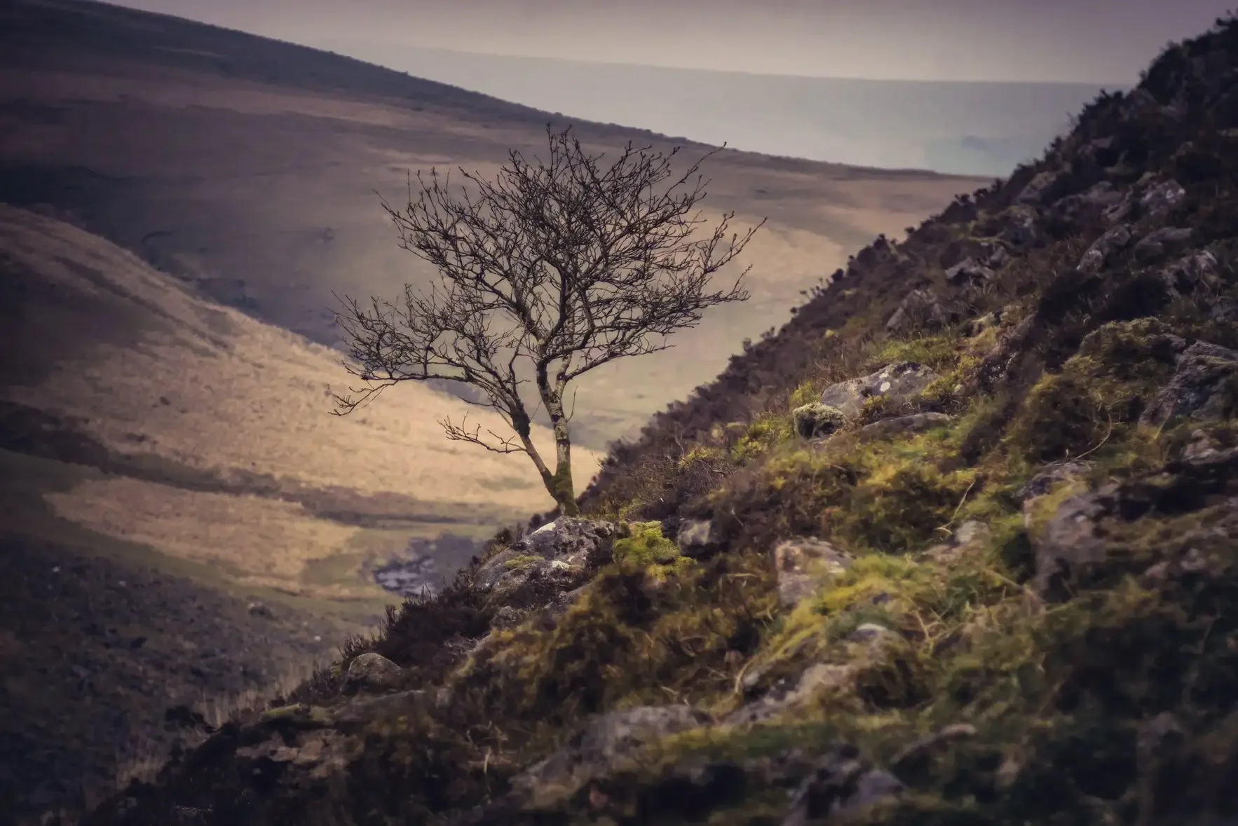 A barren tree on a rocky hillside with moss, set against a backdrop of rolling hills and a cloudy sky.
