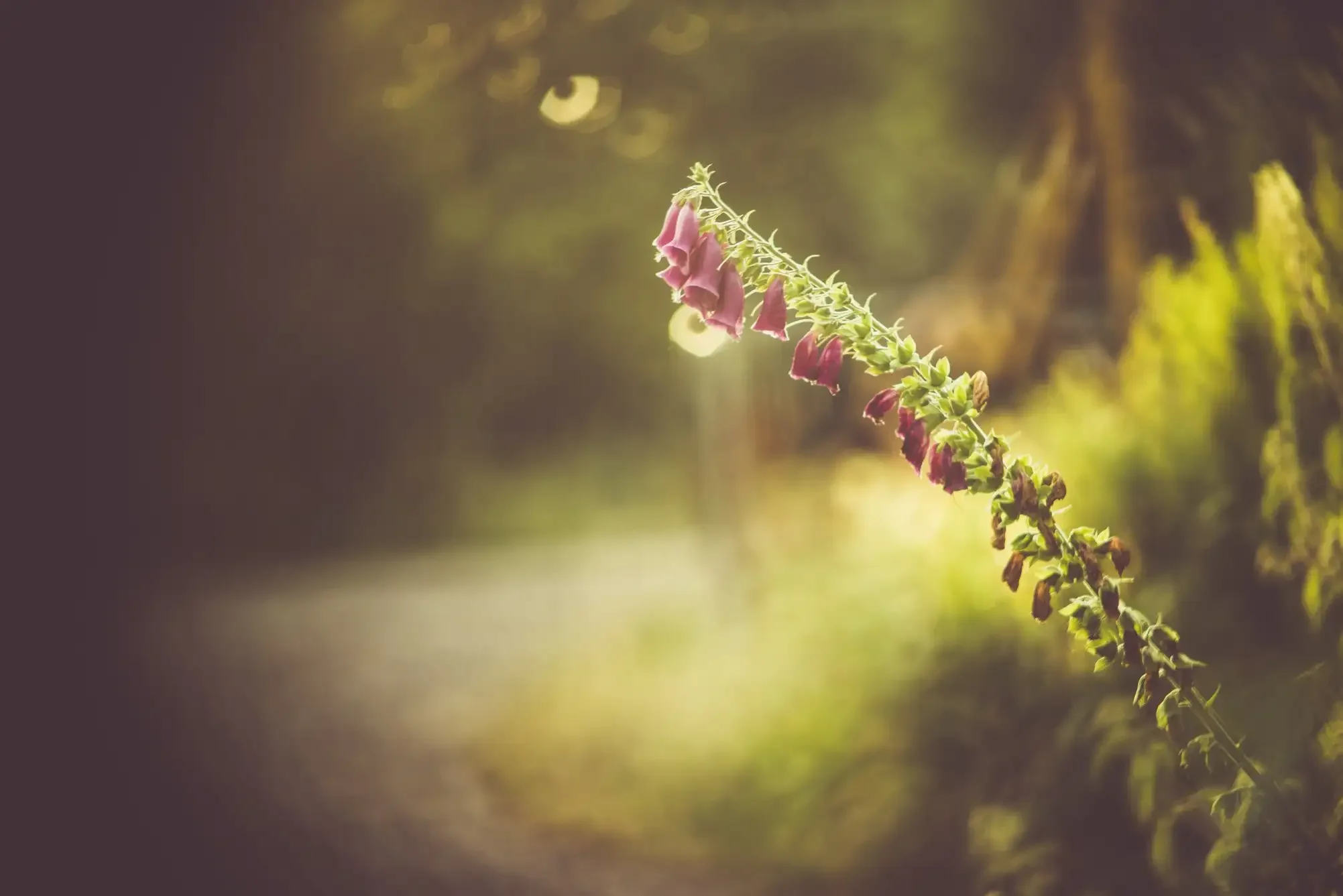 Close-up of a pink flowering plant with a blurred natural background, backlit sunlight filtering through.
