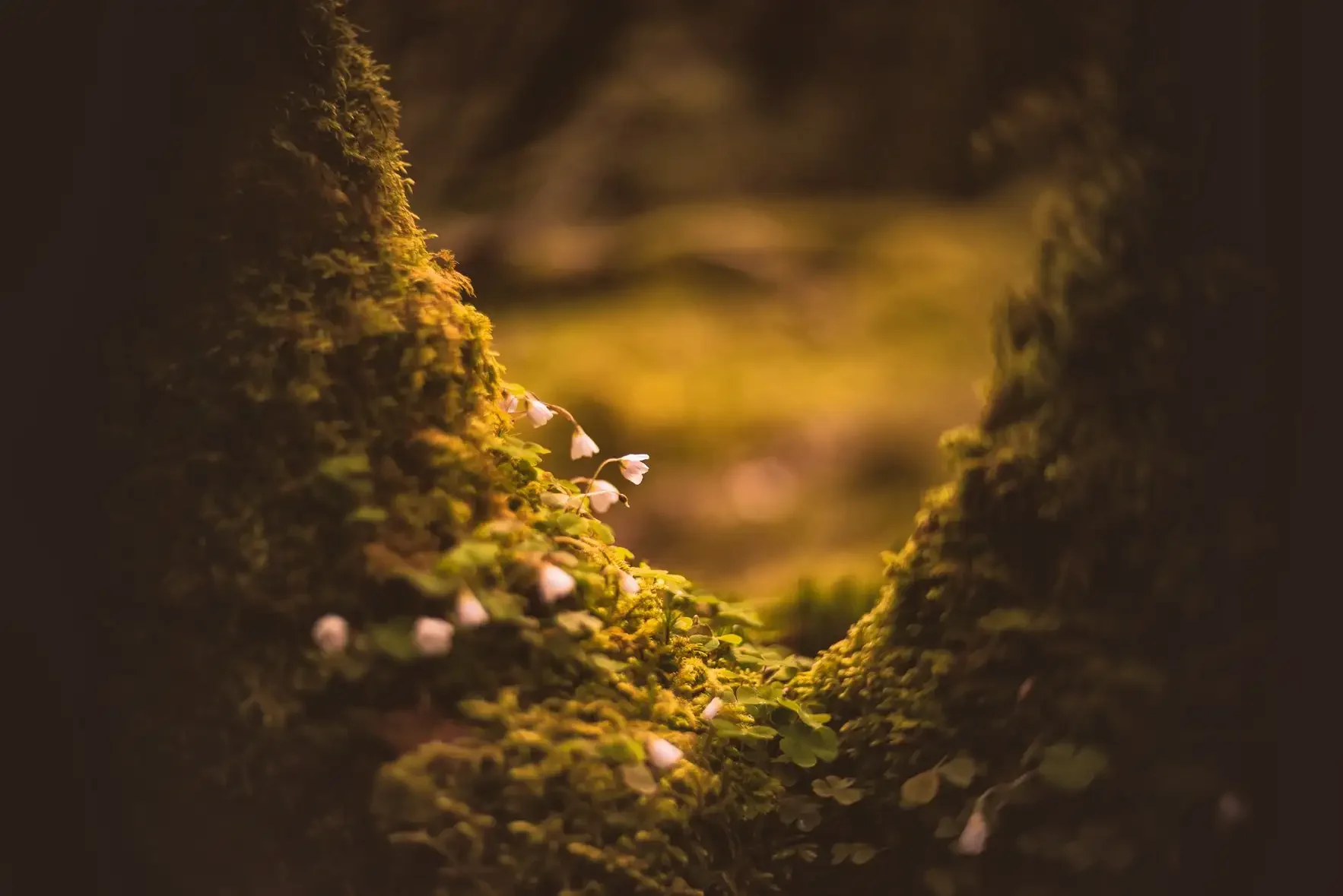 Close-up of moss-covered tree bark with tiny white flowers growing in a narrow crevice, illuminated by warm, soft light.