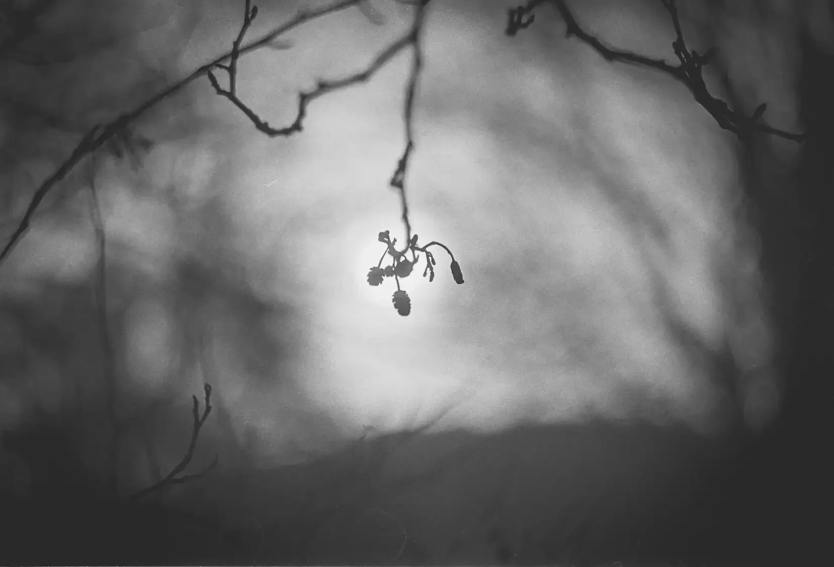 Black and white photograph shot on film on a walk near Dartington in Devon.
