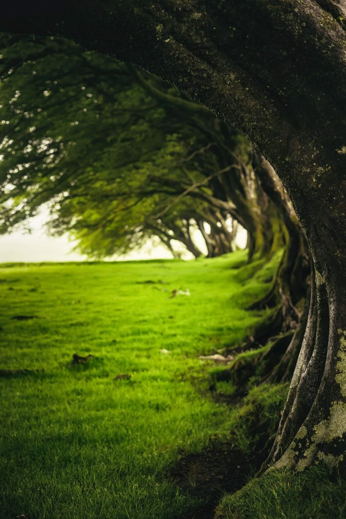 My Favourite Beeches