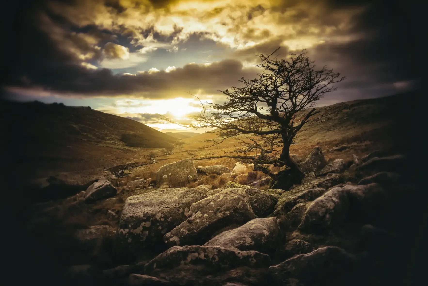 A barren tree on rocky terrain with a cloudy sky and setting sun in the background.