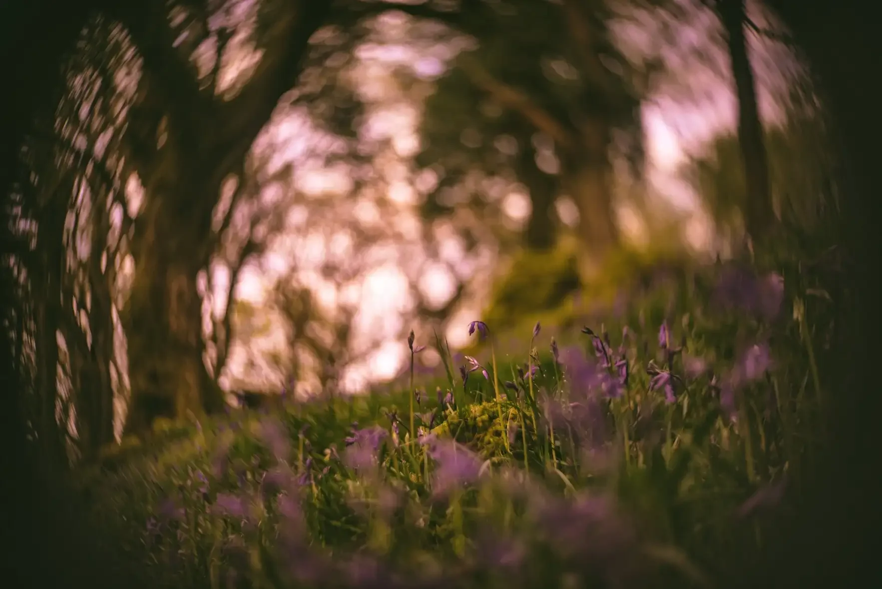 A low-angle view of a grassy forest floor with purple flowers and green foliage, blurred trees, and a pinkish-purple sky in the background, taken through a fisheye lens or with a wide-angle effect.