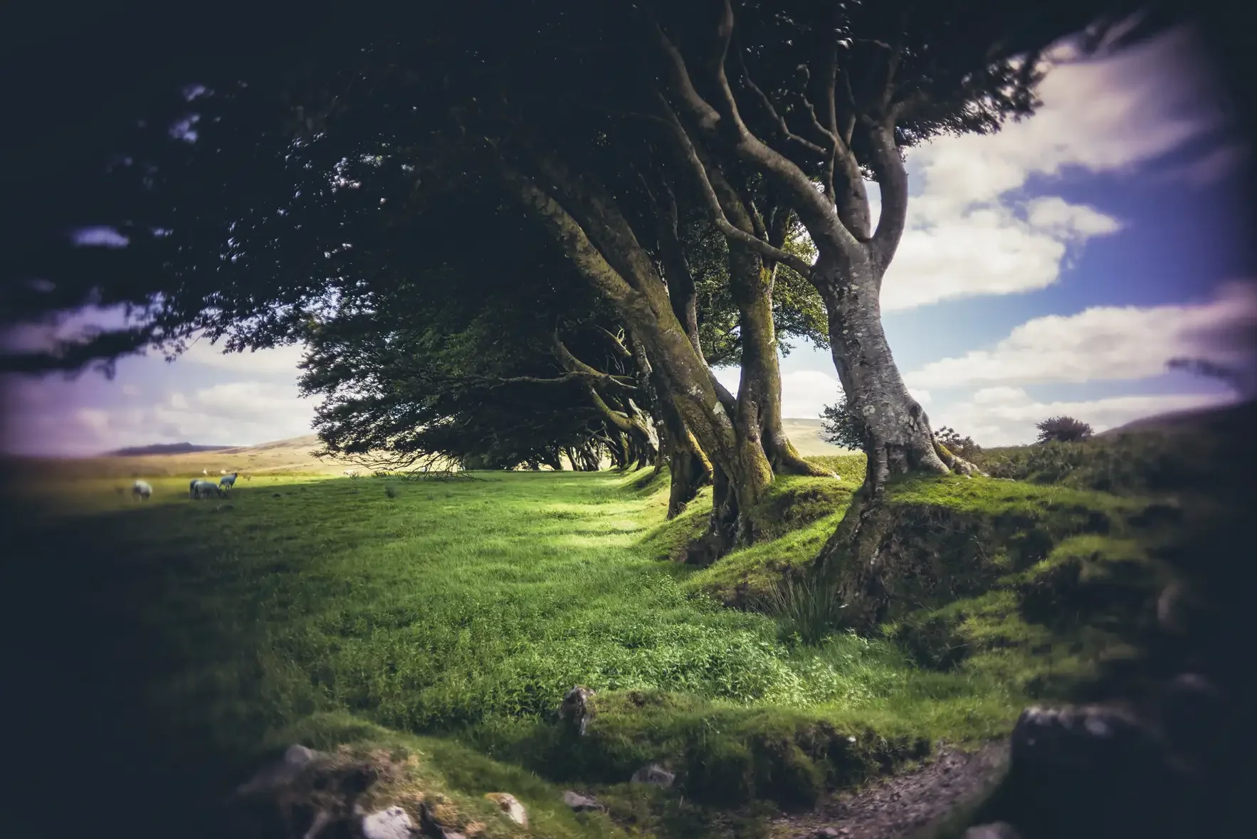 A row of large, twisted trees with lush green grass underneath, open countryside, and a partly cloudy sky in the background.