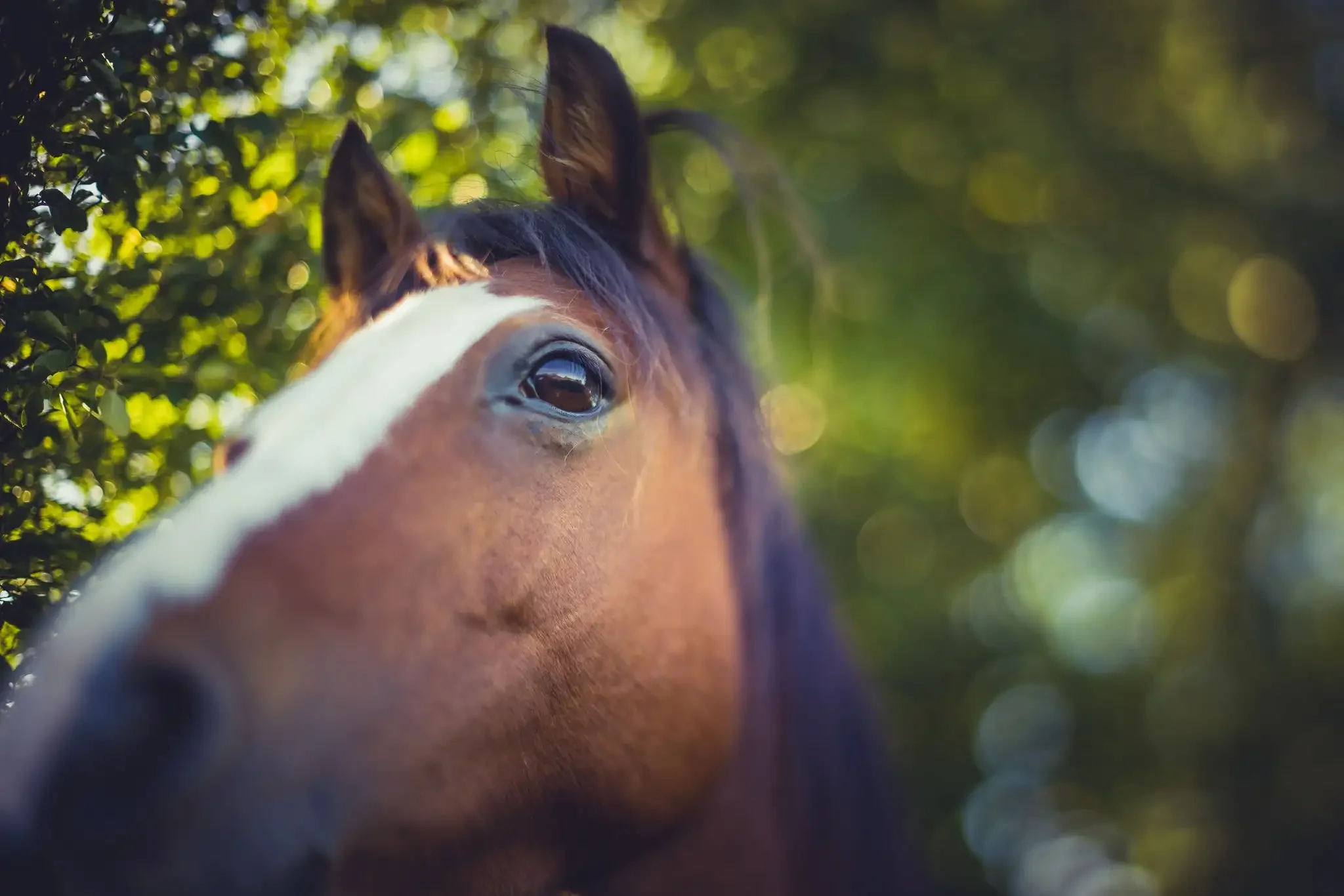 Home made tilt shift lens photograph of a horse -closeup
